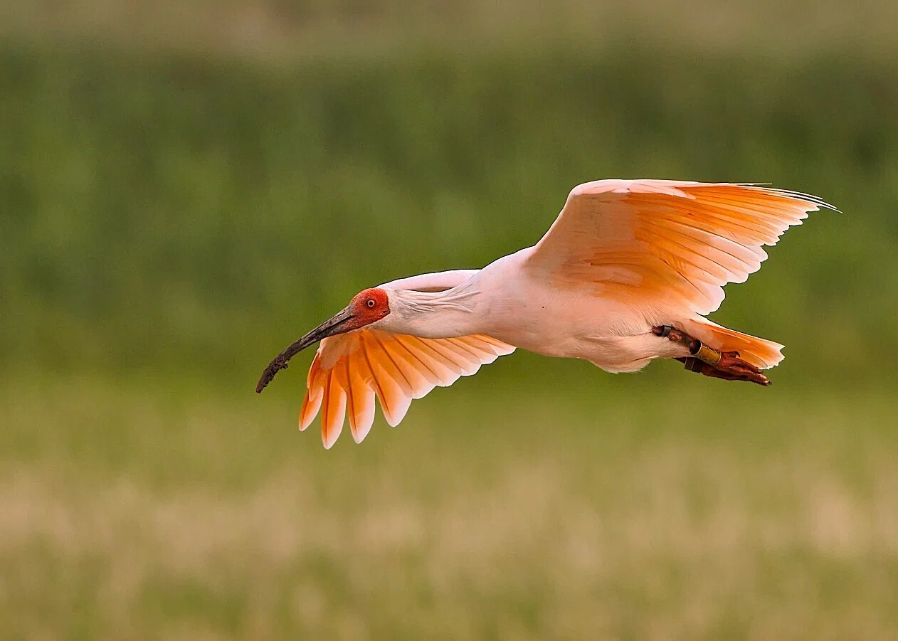 Event One Month Before the Crested Ibis Release｜藤井 匠也（ZOO