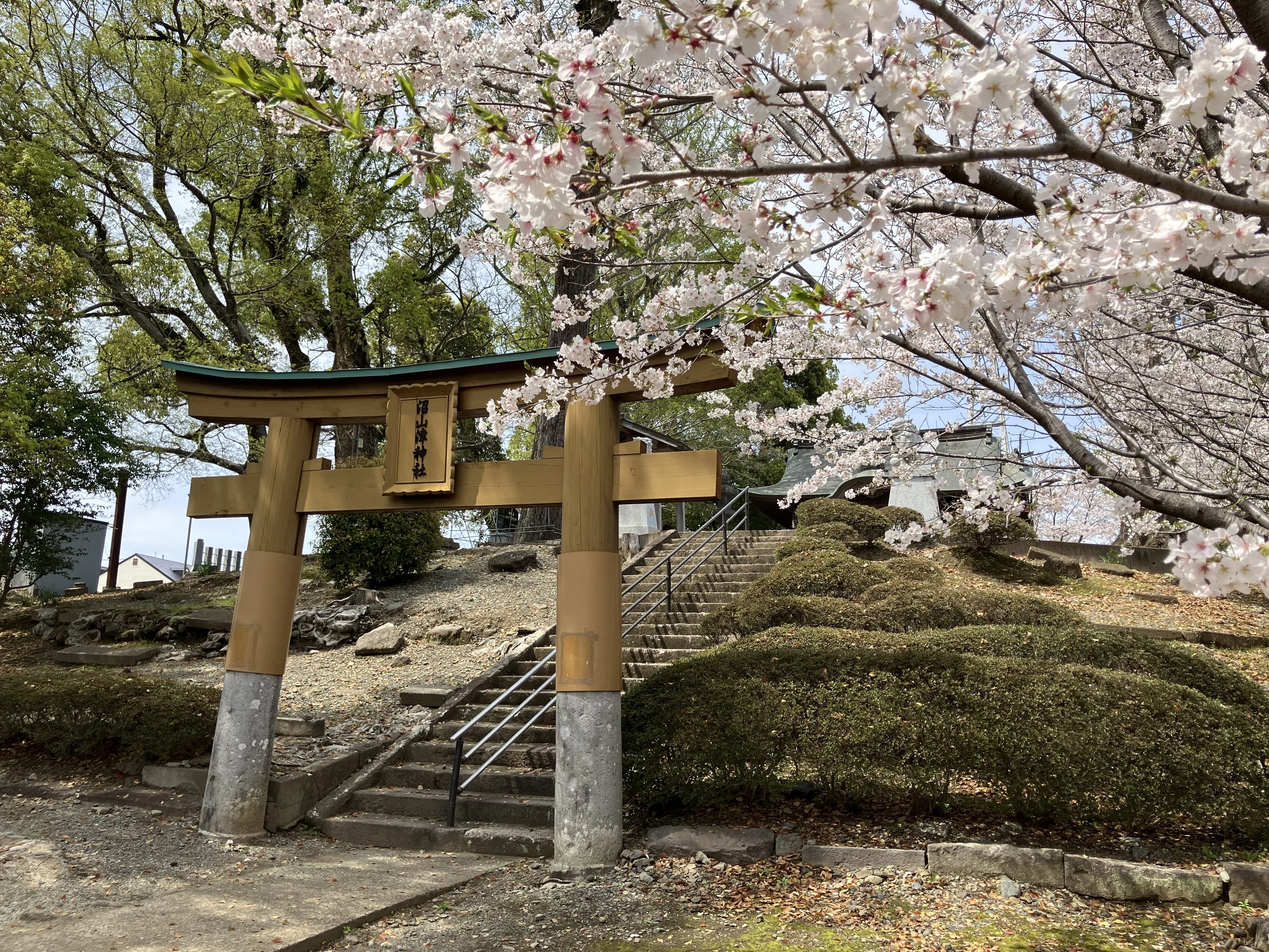 沼山津神社の桜🌸｜Desert Rose