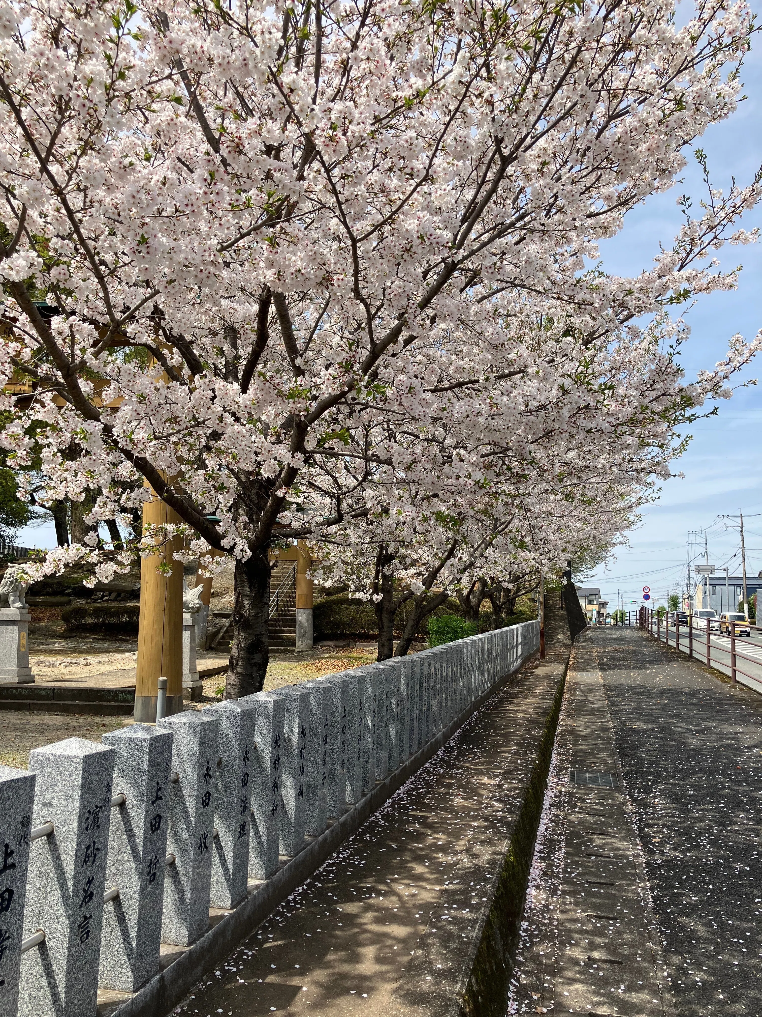 沼山津神社の桜🌸｜Desert Rose