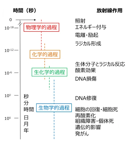 [Specialized Basics 13] FY2023 Radiation Oncology｜くろねこ