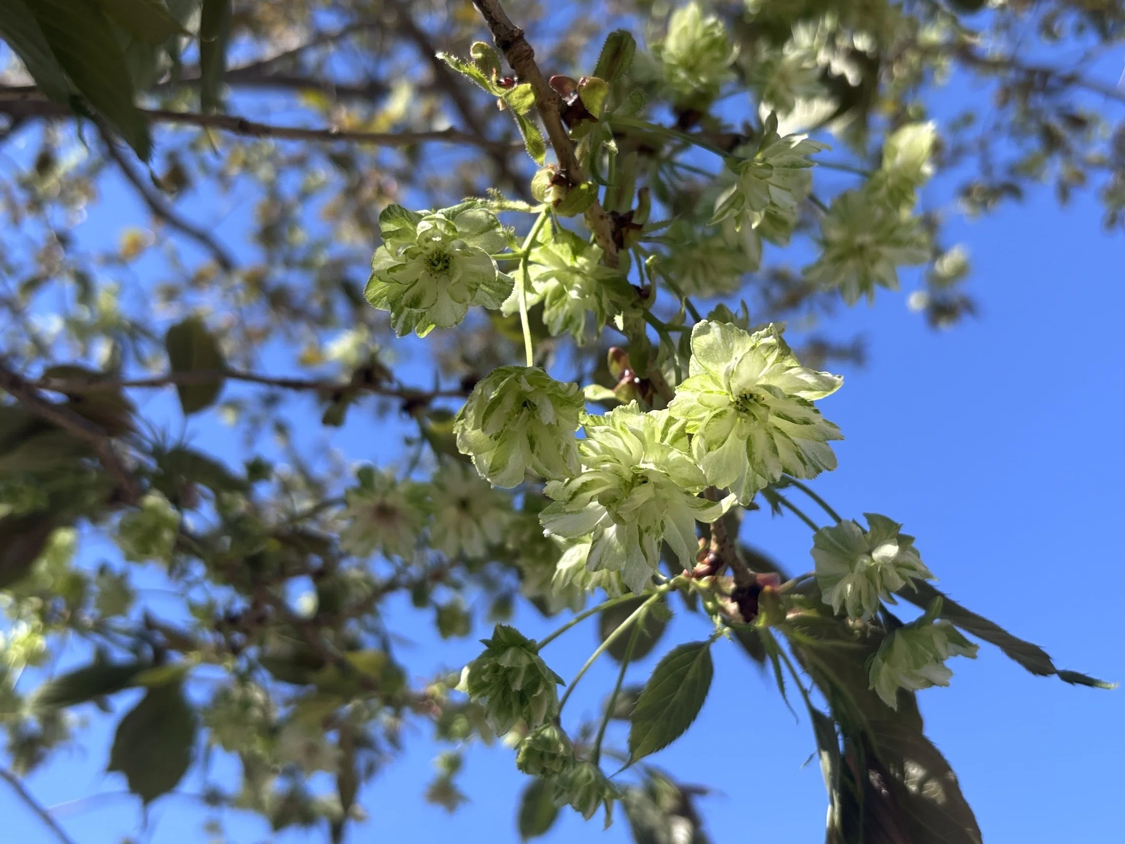 新宿御苑 緑の桜、御衣黄（ぎょいこう）｜4課のNさん