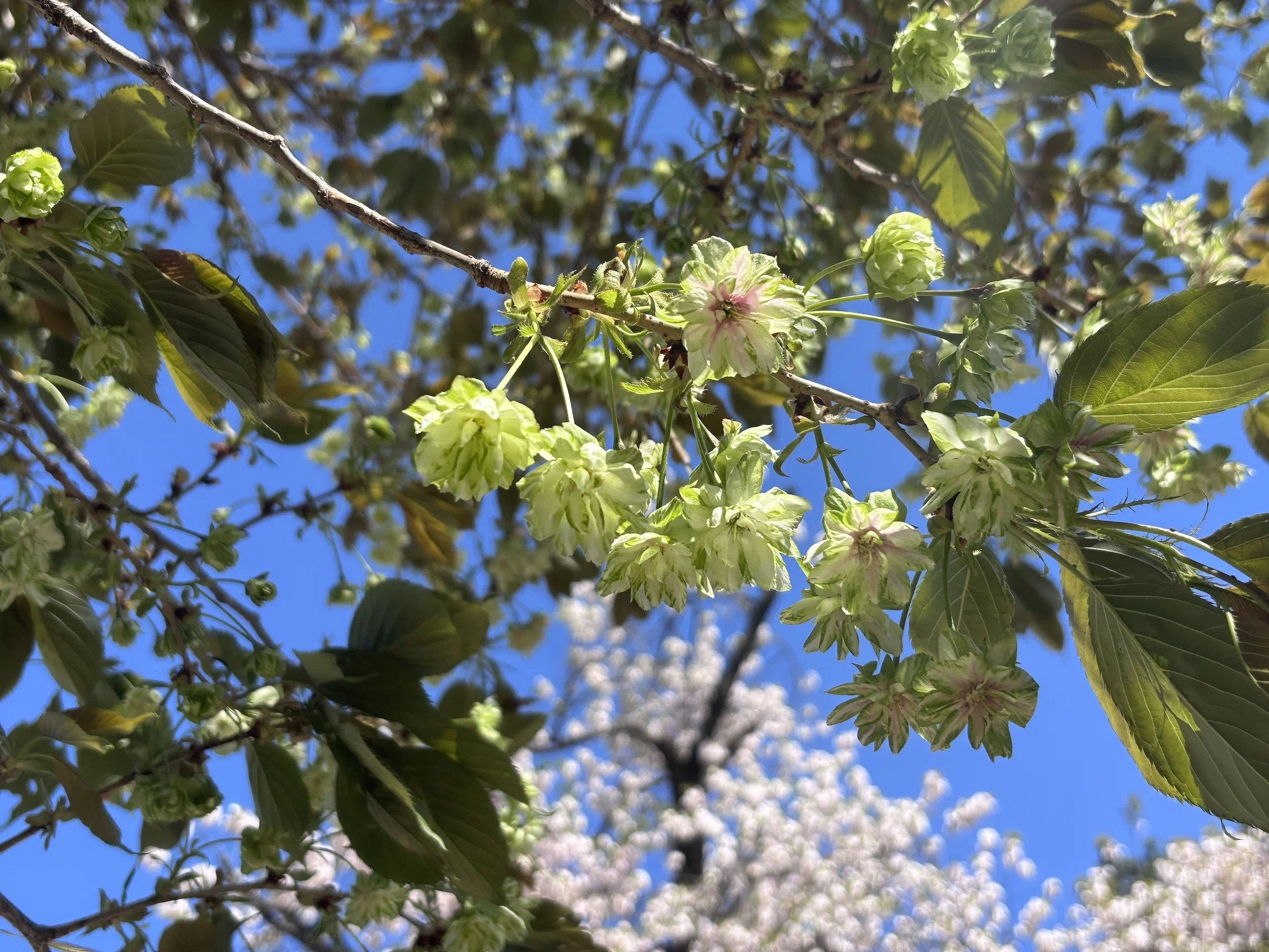 新宿御苑 緑の桜、御衣黄（ぎょいこう）｜4課のNさん