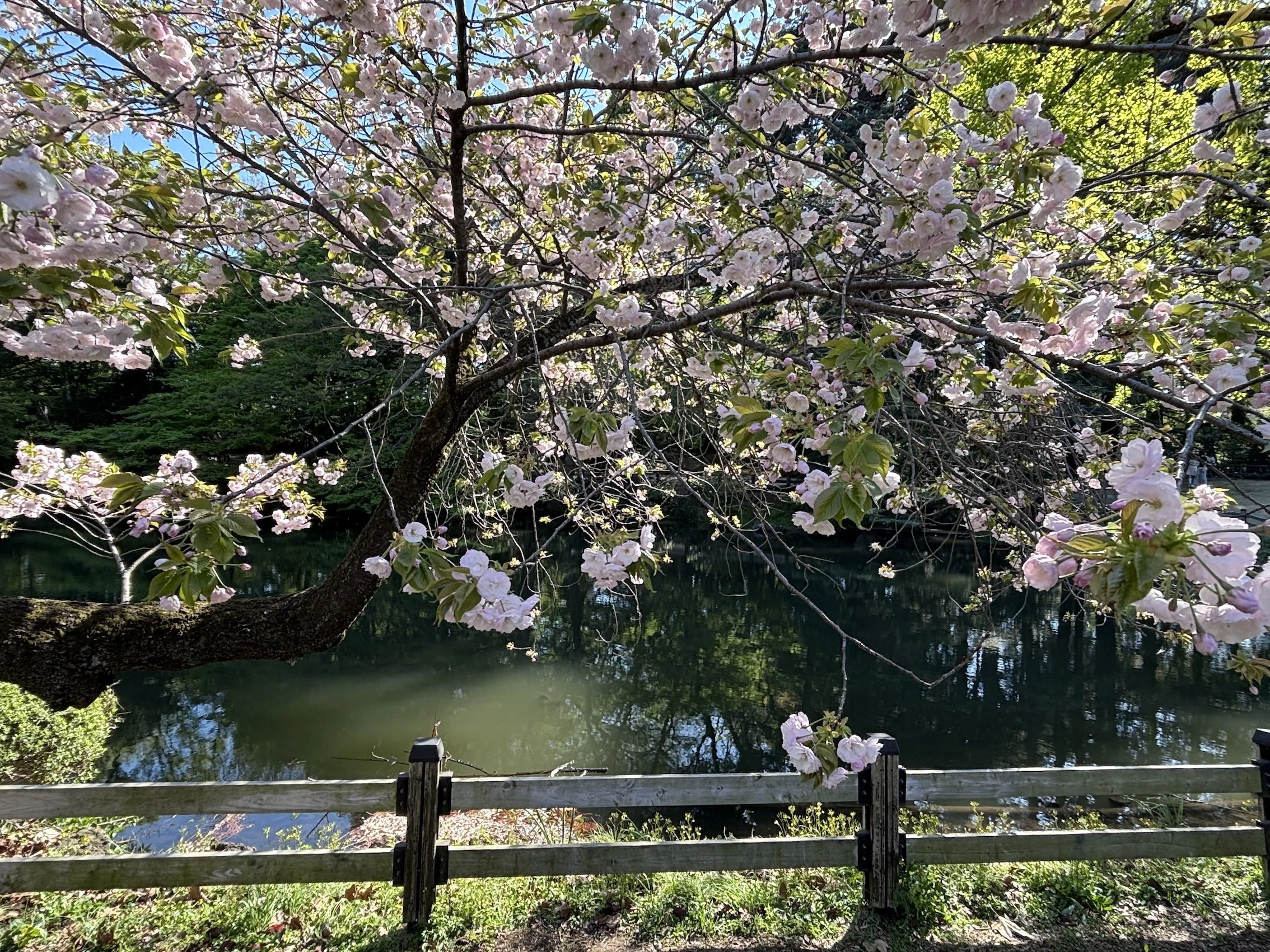 新宿御苑 緑の桜、御衣黄（ぎょいこう）｜4課のNさん