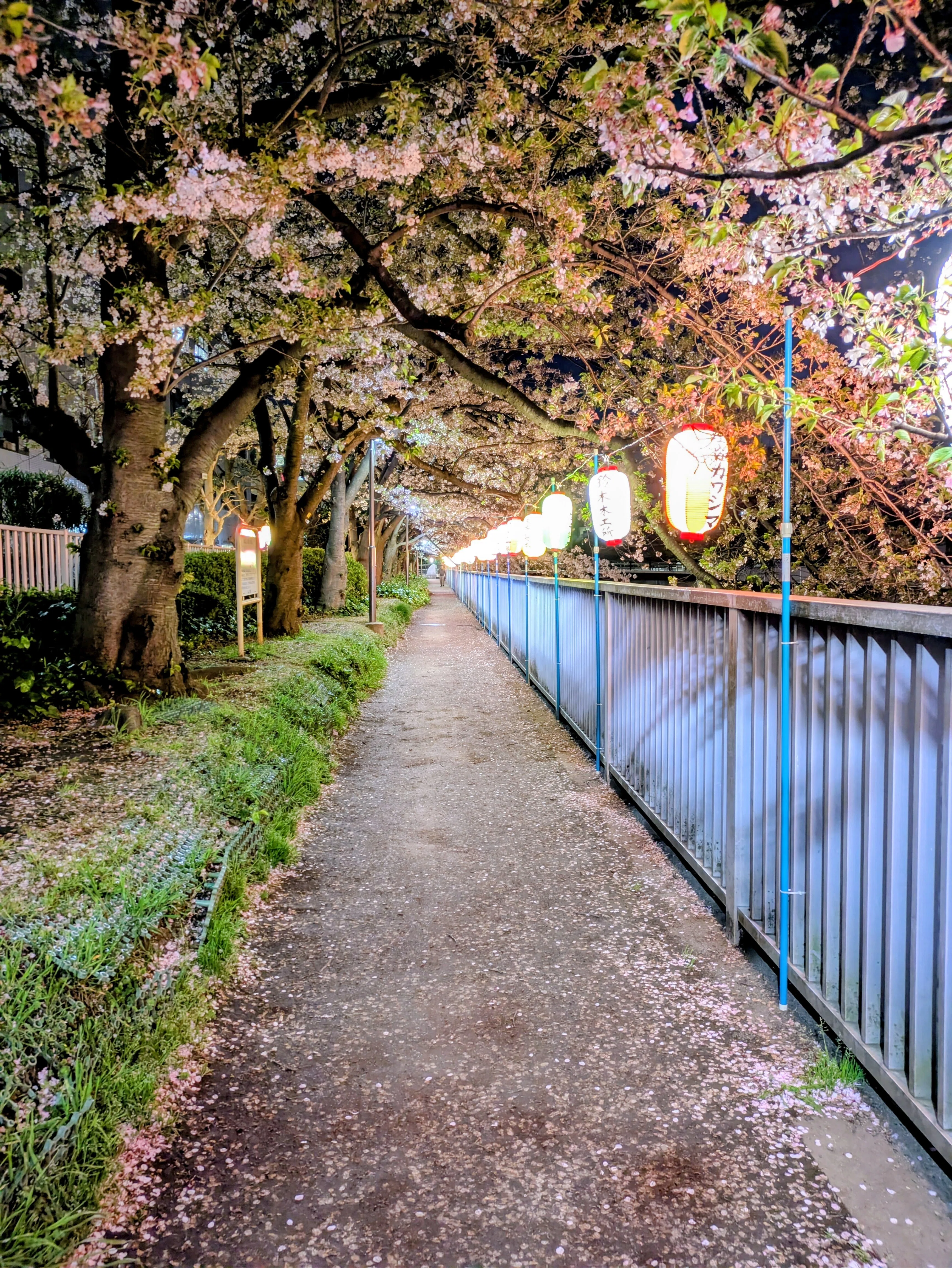 夜桜サイクリング｜Mrs.chocolate