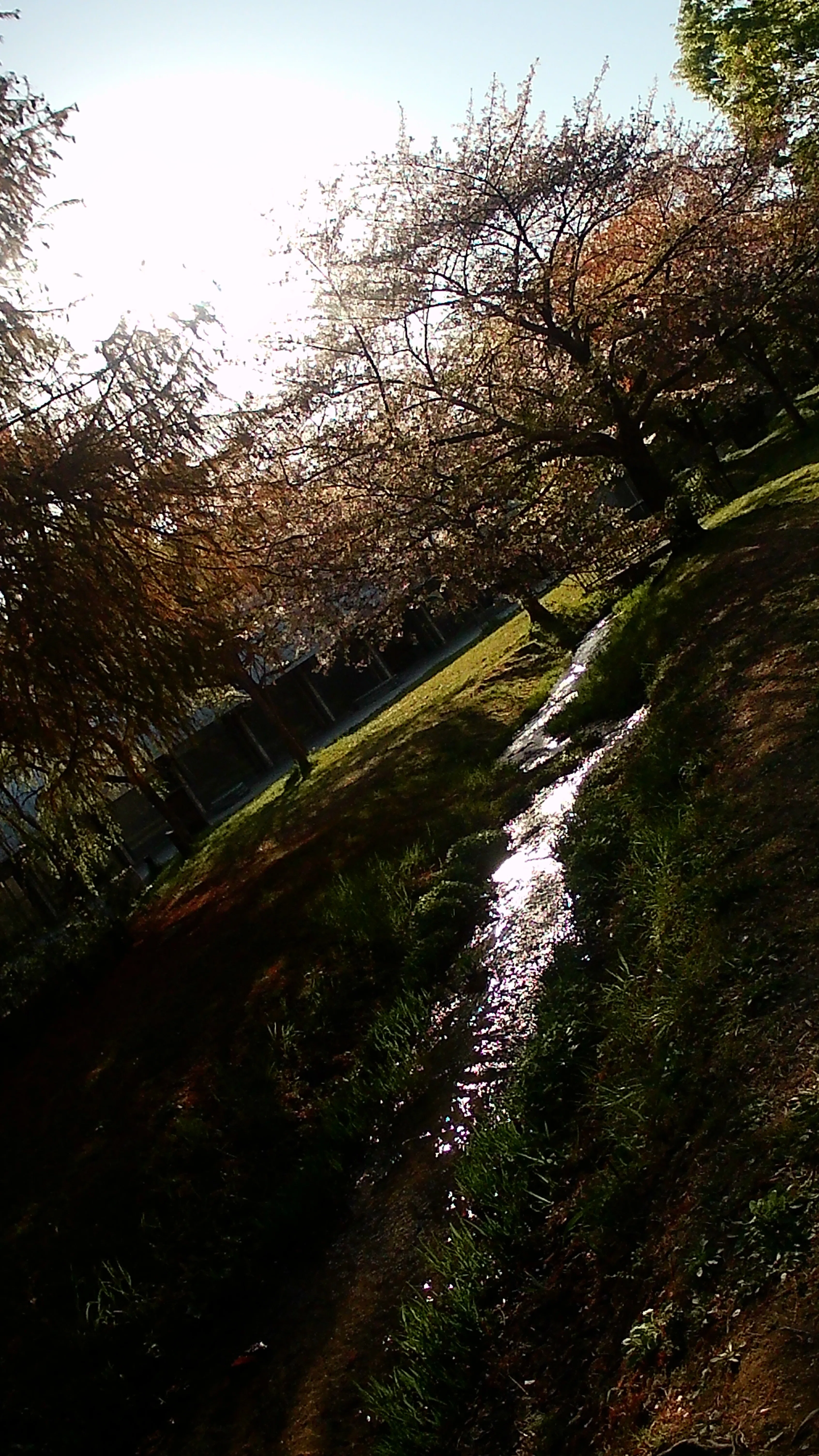 毎日さんぽ】アオサギも追う？ネモフィラ満開の鶴見緑地🌳｜深拍-mihaku-