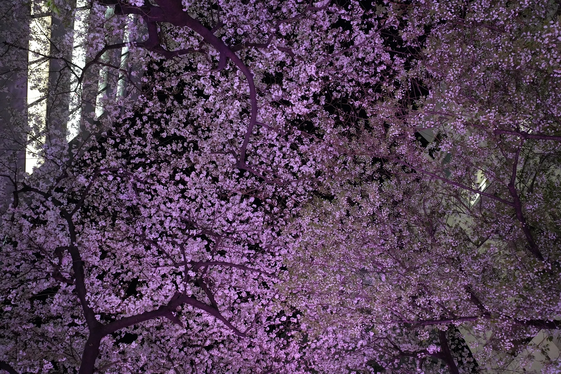 渋谷桜丘 さくら坂の桜 ｜sailin' shoes