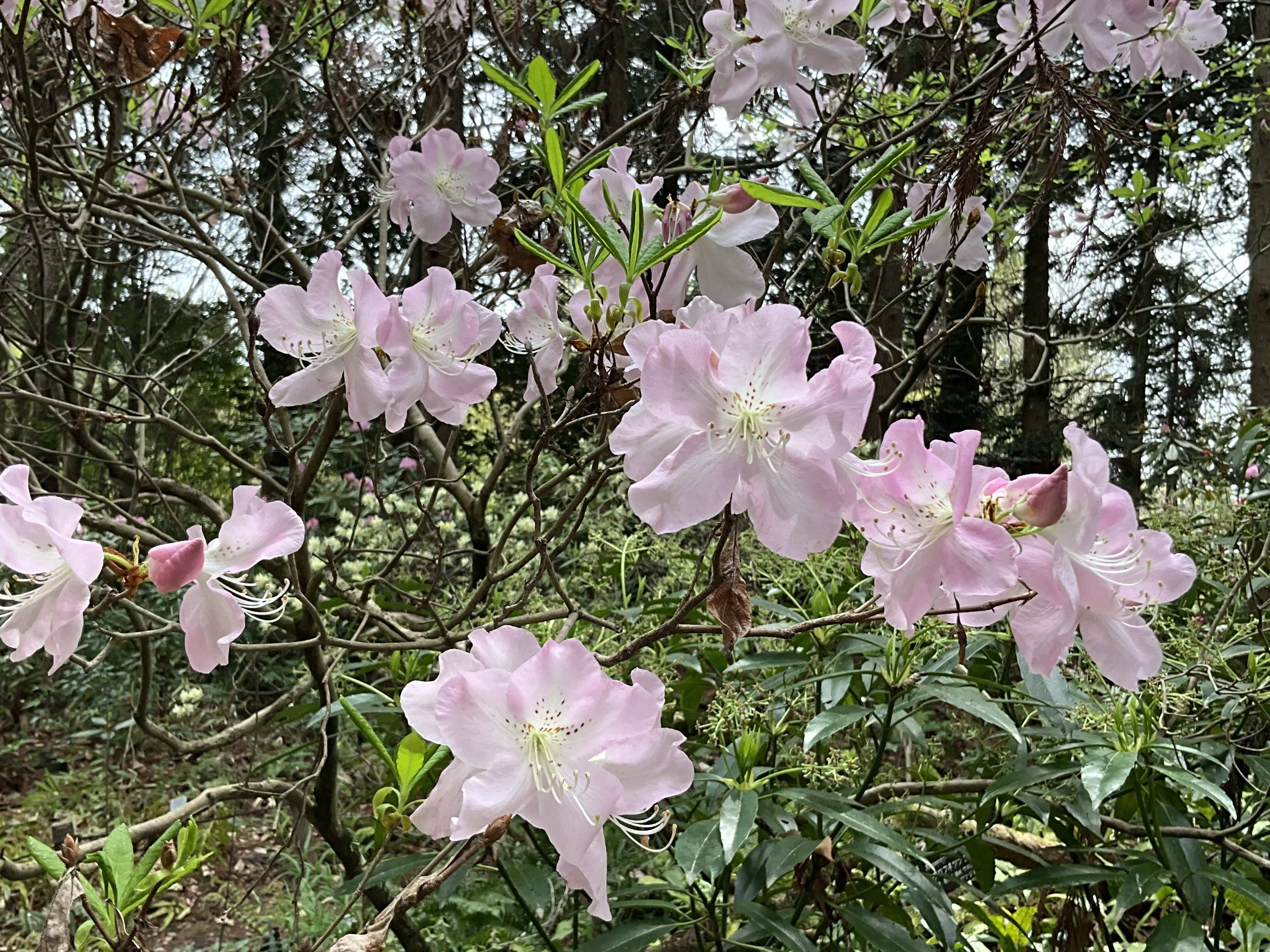 クロフネツツジ（京都府立植物園）：2026年4月9日（木）｜藤井秀昭