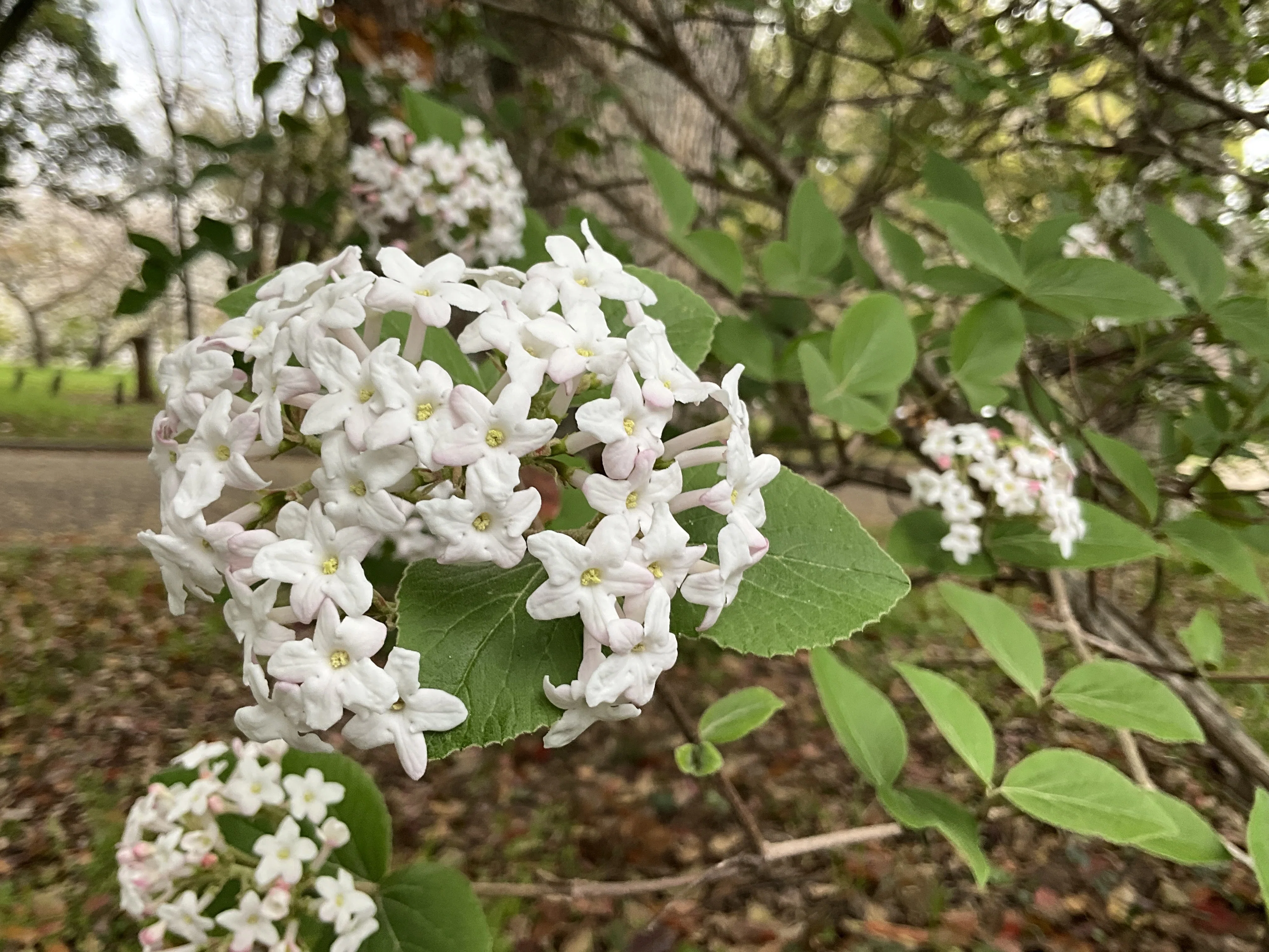 オオチョウジガマズミ（大丁字莢蒾）（京都府立植物園）：2026年4月9日