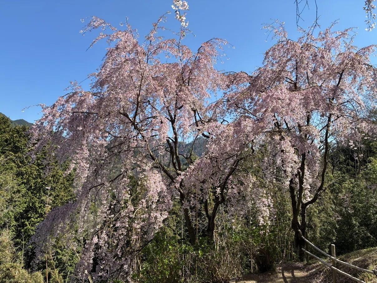 今年の桜を見て、また「人生の扉」を思う｜きのころ