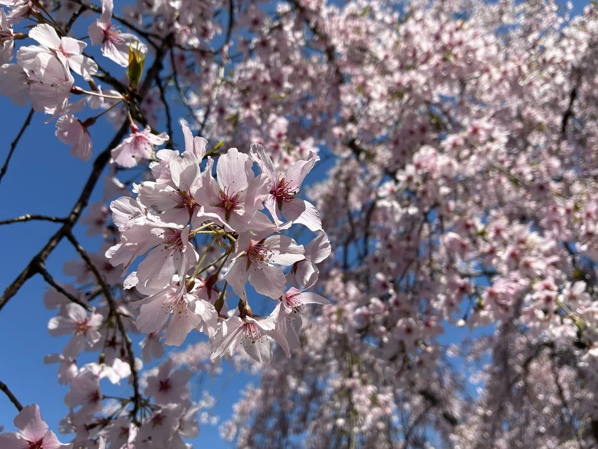 今年の桜を見て、また「人生の扉」を思う｜きのころ