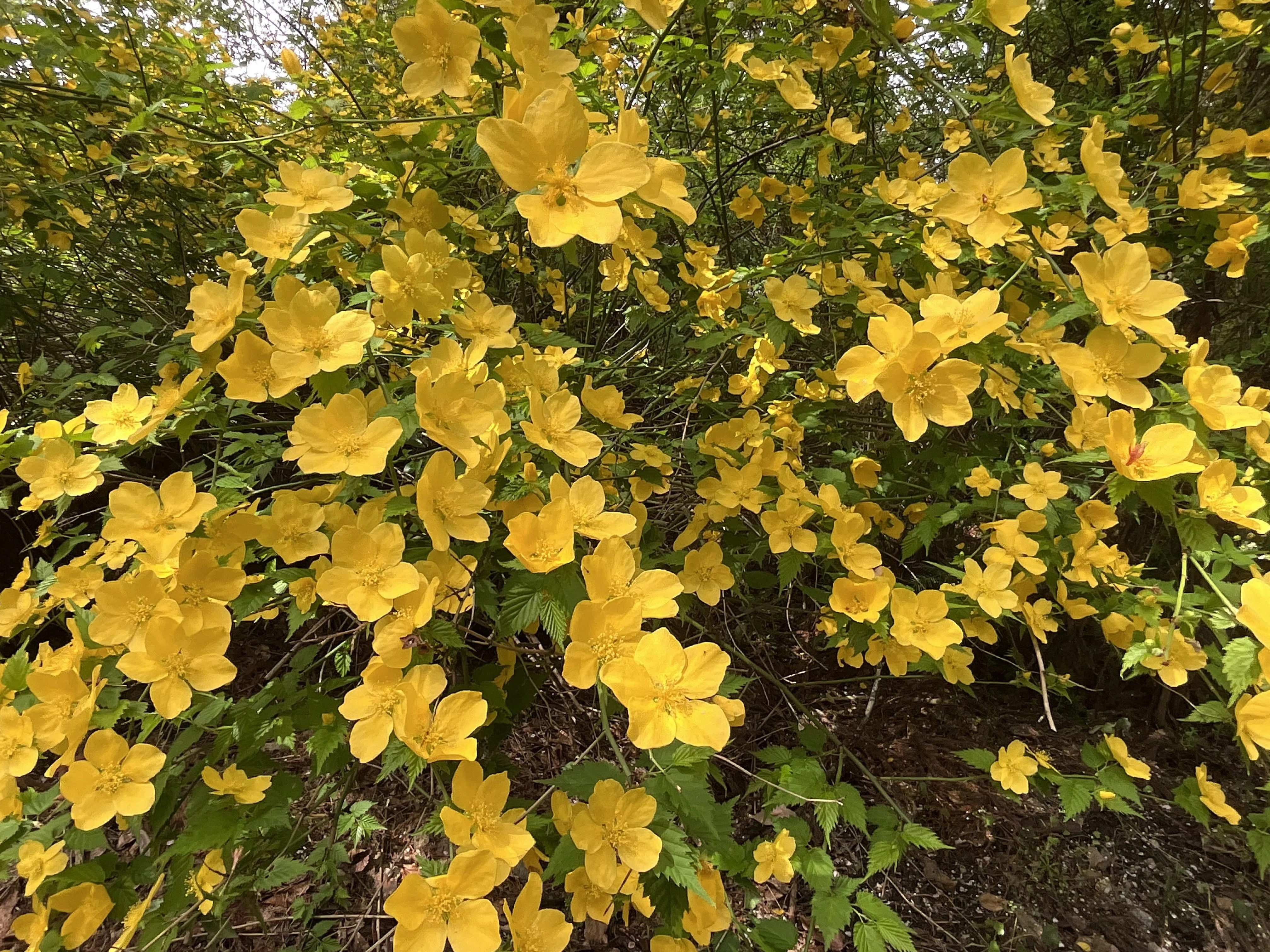 ヤマブキが美しい（京都府立植物園）：2026年4月9日（木）｜藤井秀昭