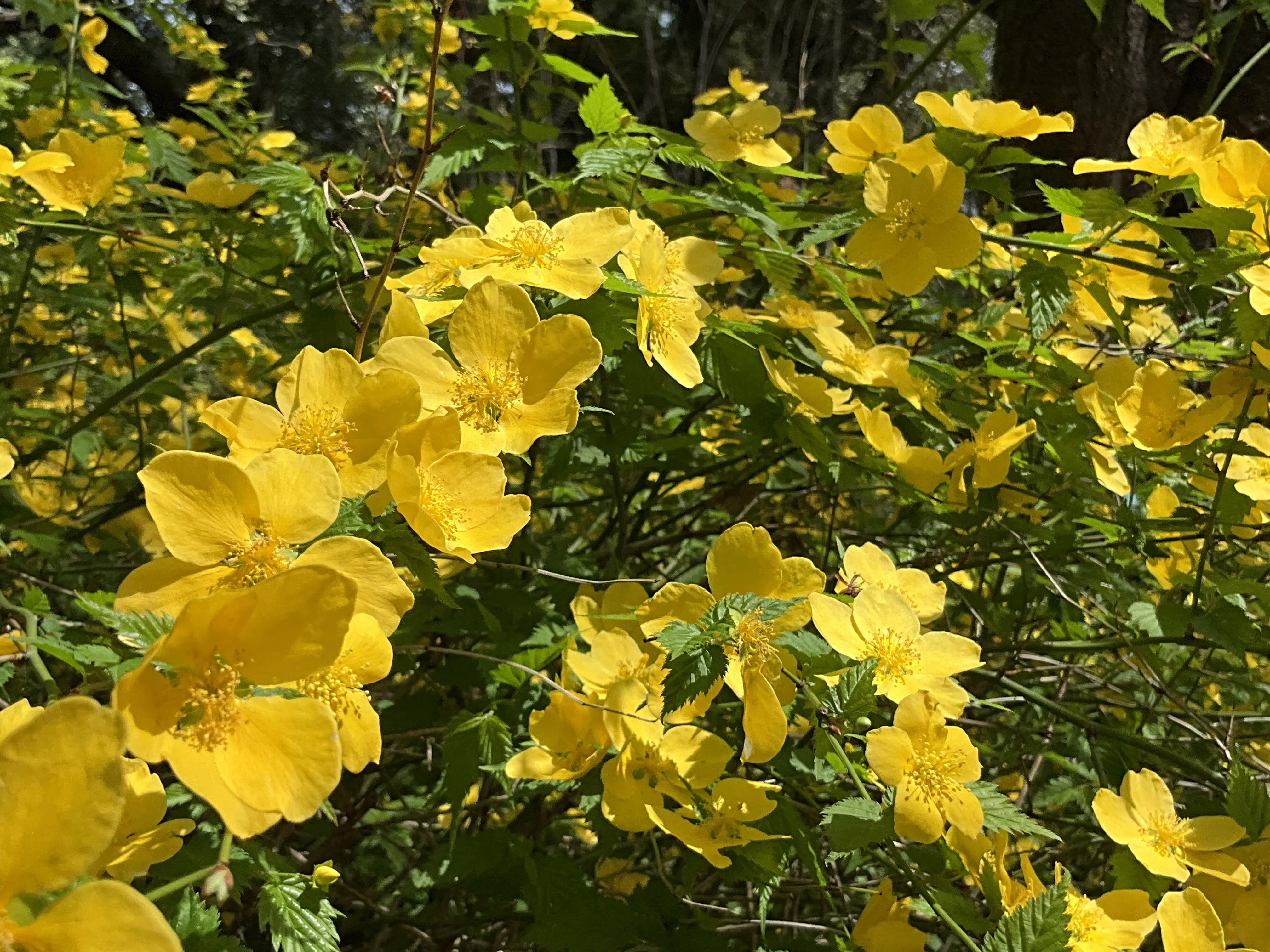 ヤマブキが美しい（京都府立植物園）：2026年4月9日（木）｜藤井秀昭