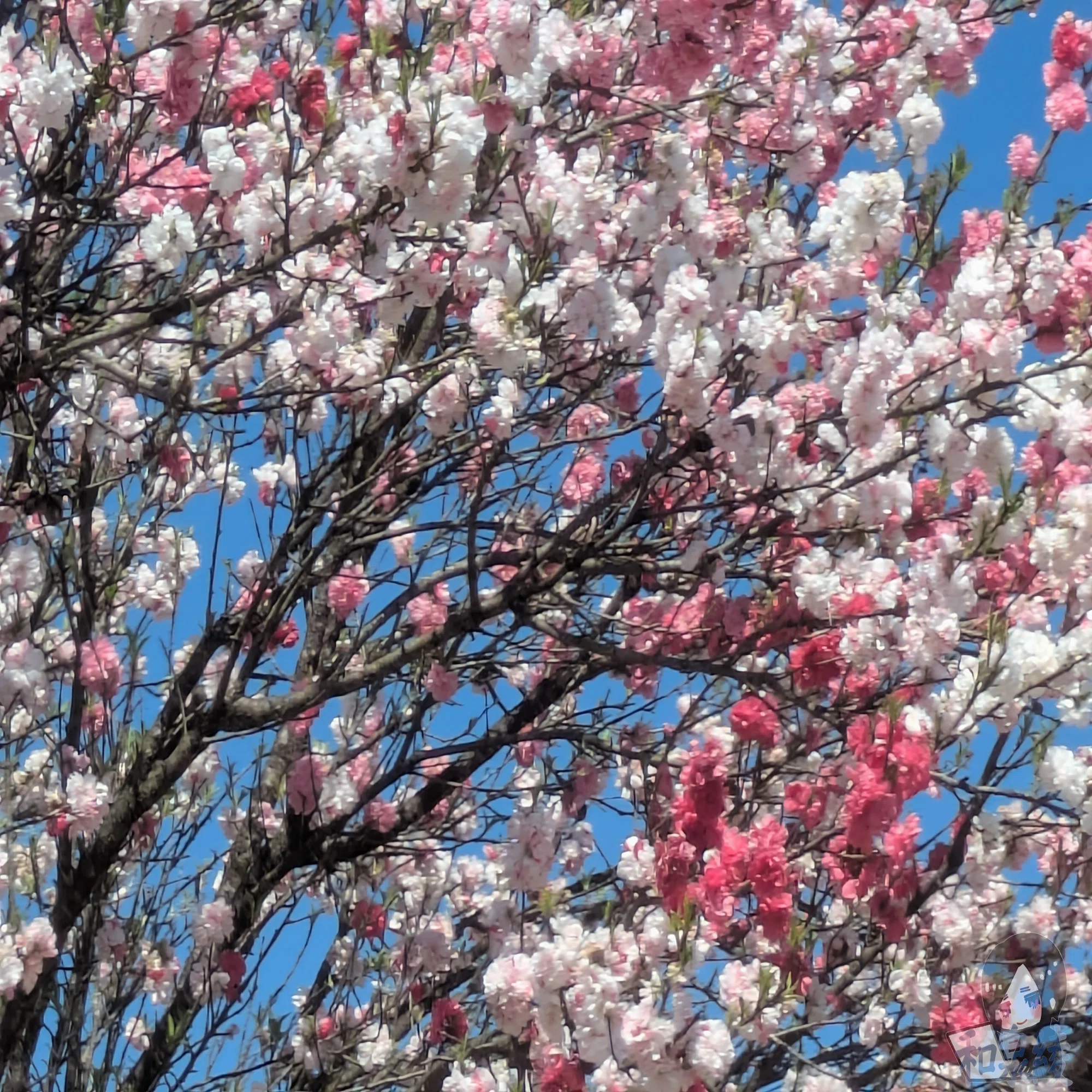 桜が終わったあとに出会う、もう一つの花見｜和泉綾