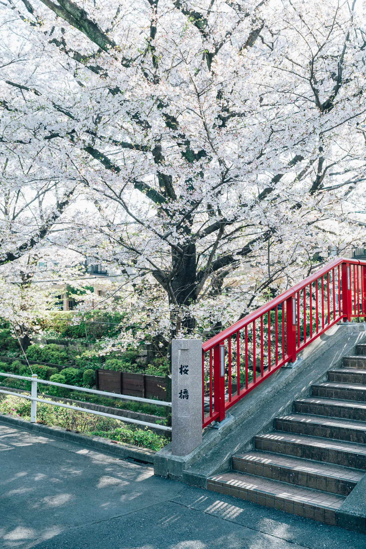 また来年 桜に声かけ 変質者 | Z5II｜幽霊のカメラ