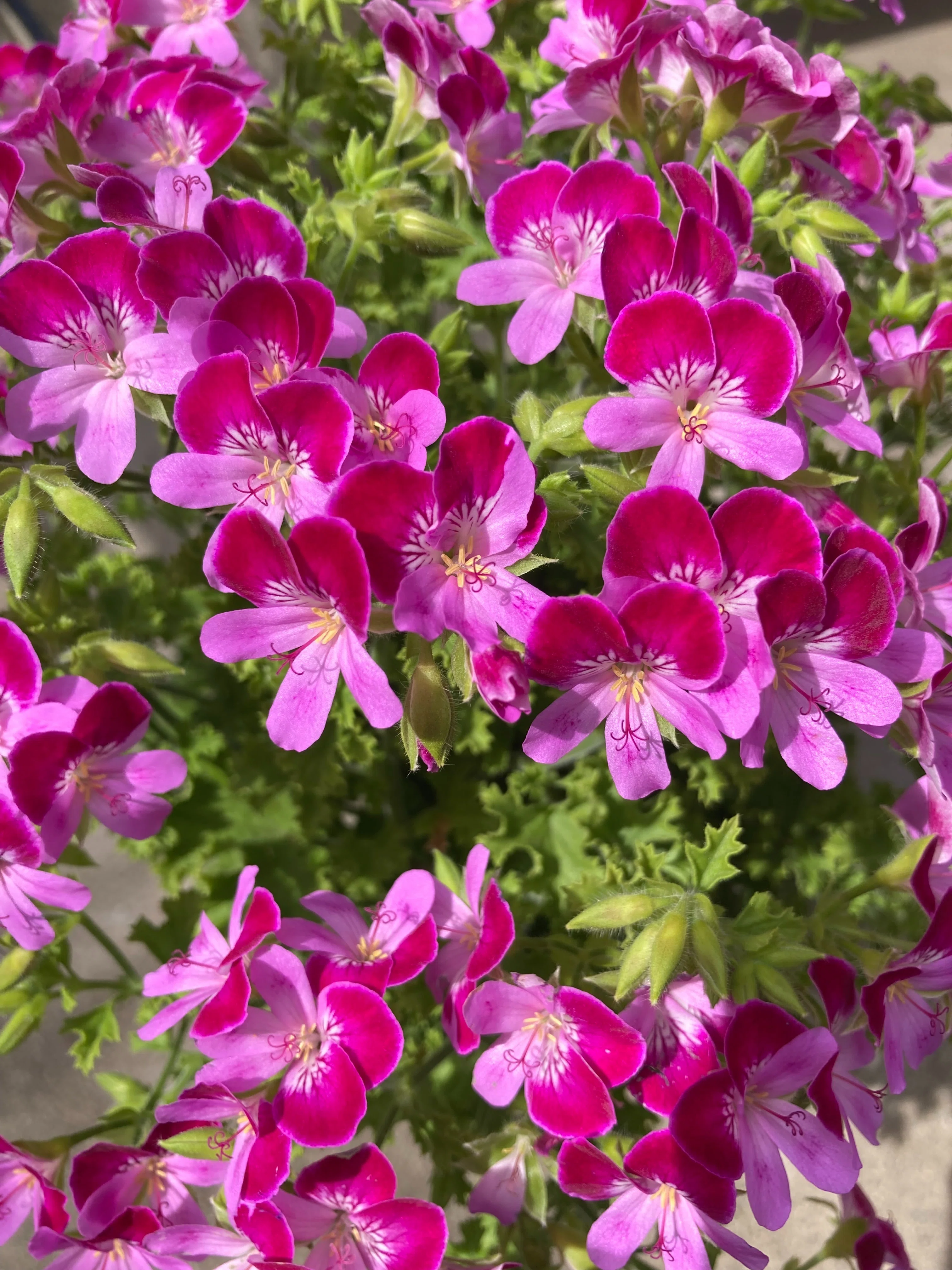 ペラルゴニウム・グランパッソ｜我が家の花壇
