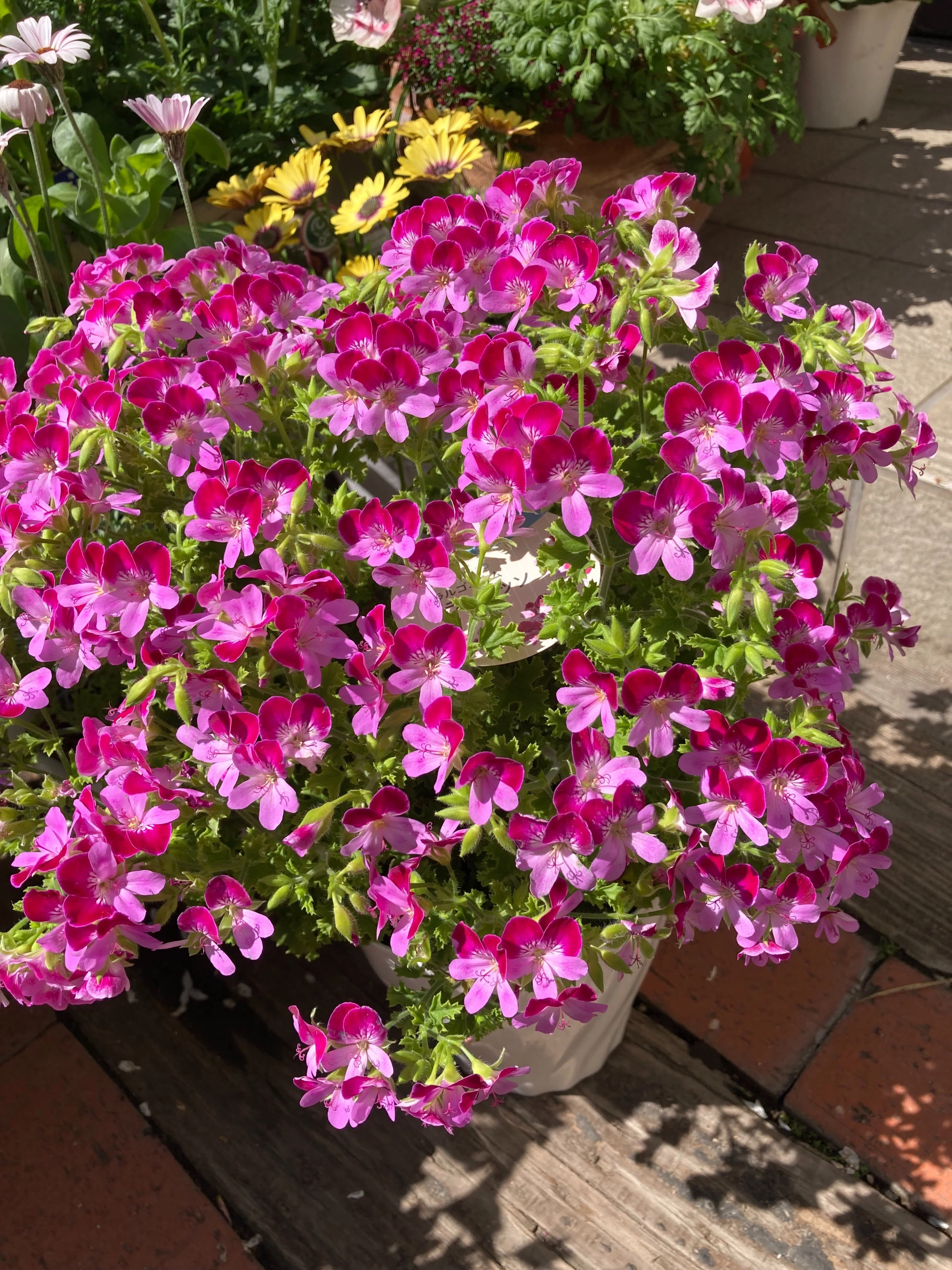 ペラルゴニウム・グランパッソ｜我が家の花壇