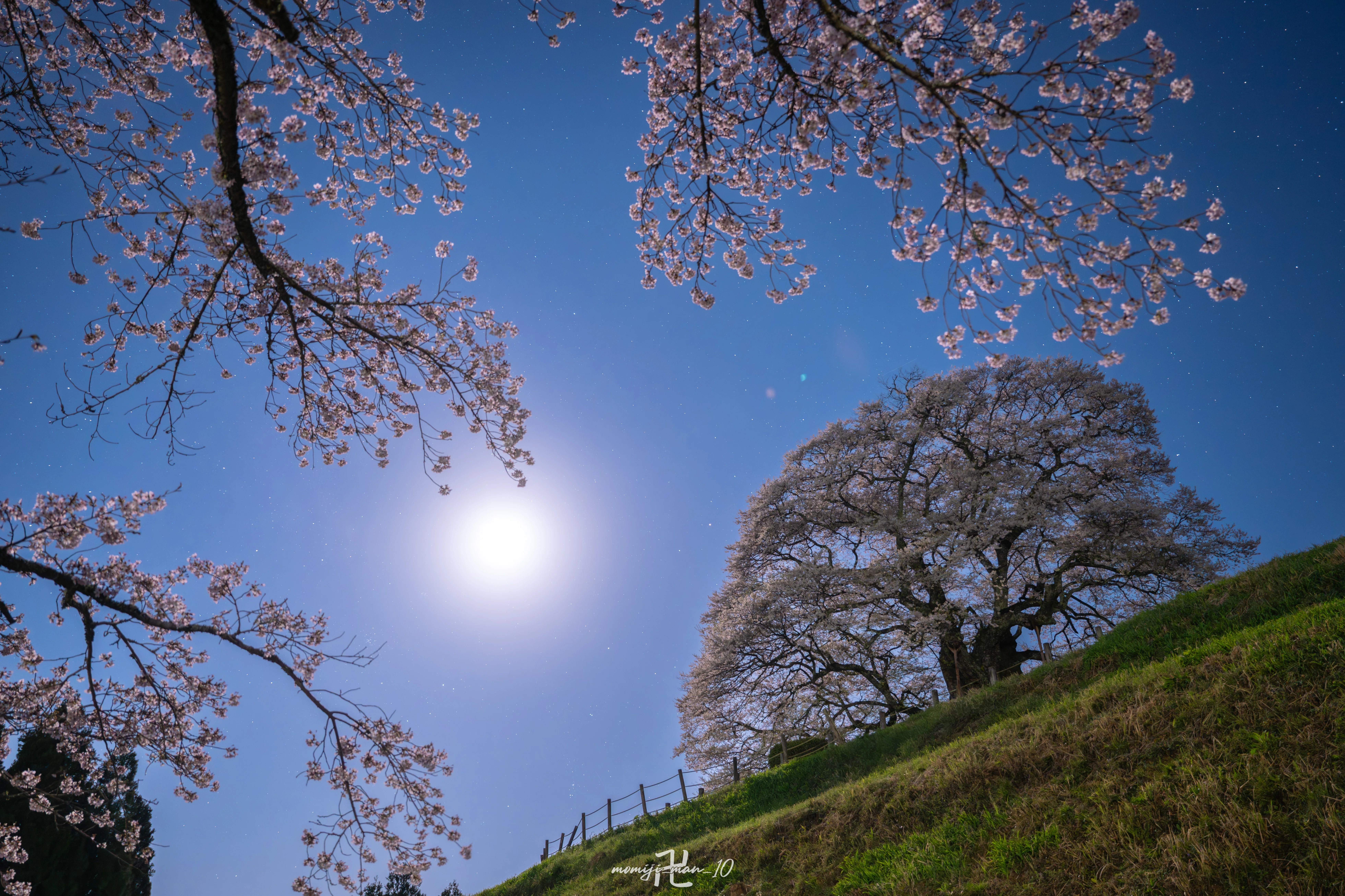 満開の醍醐桜】マイクロフォーサーズとフルサイズで夜桜を撮り比べまし