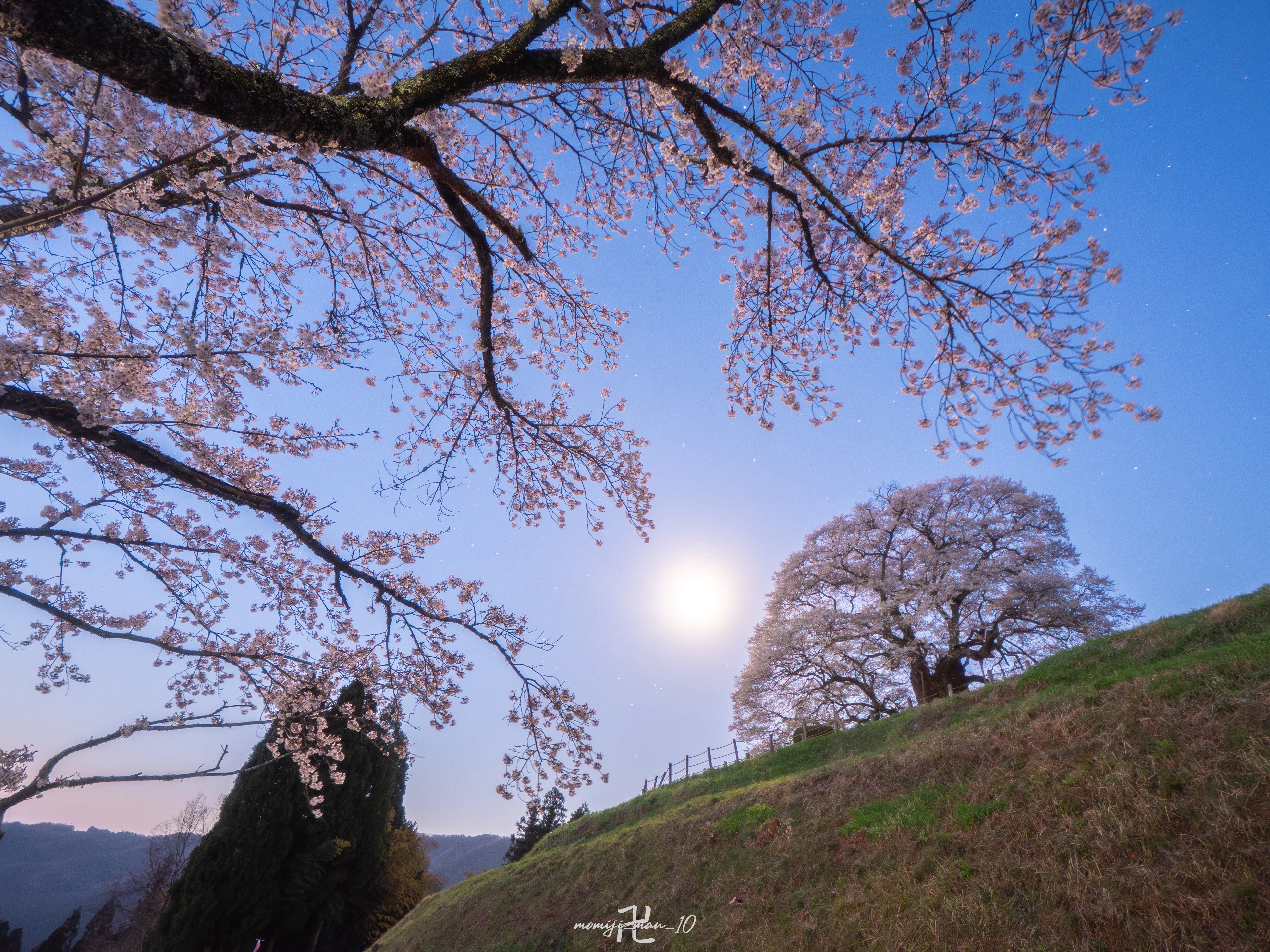 満開の醍醐桜】マイクロフォーサーズとフルサイズで夜桜を撮り比べまし
