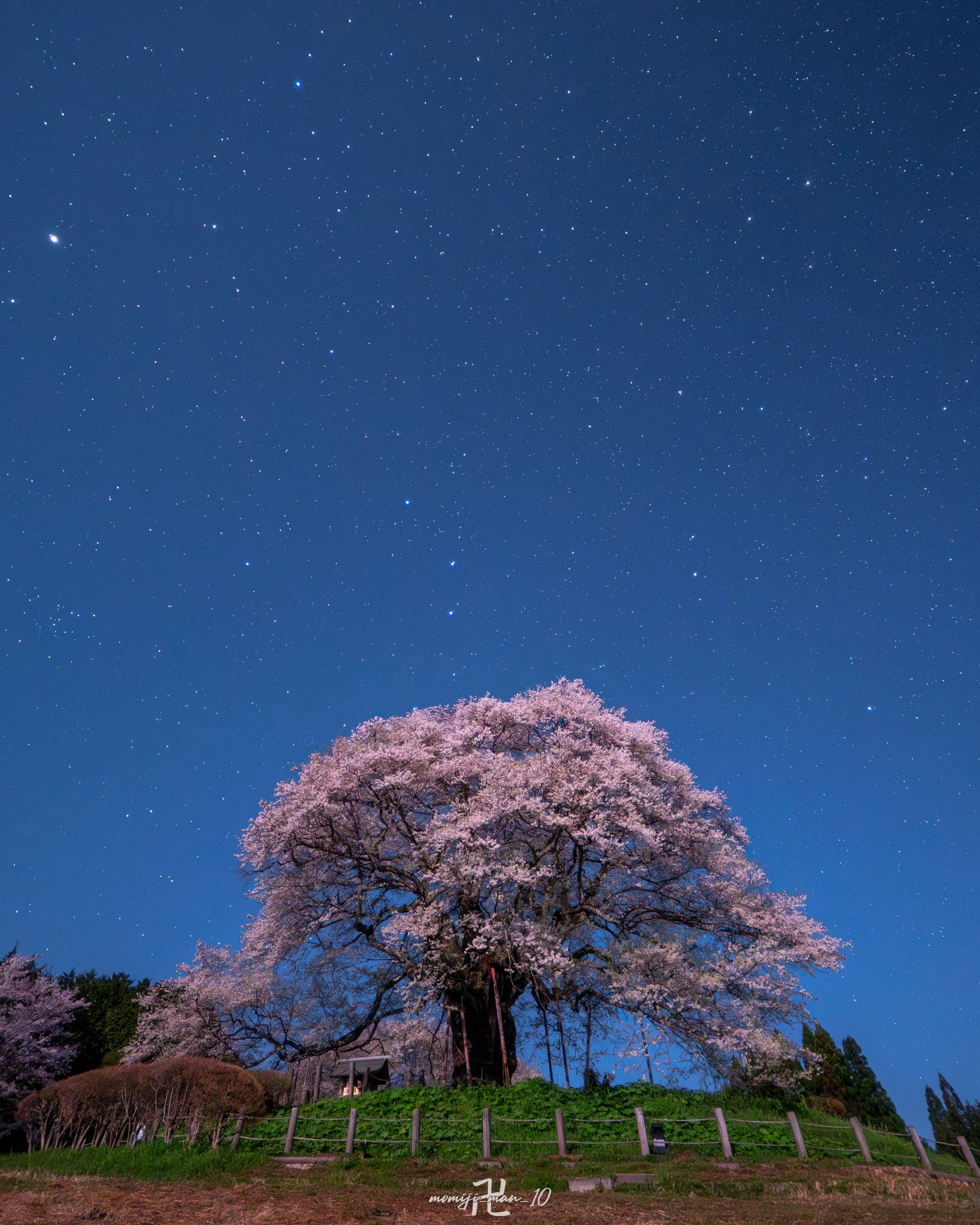 満開の醍醐桜】マイクロフォーサーズとフルサイズで夜桜を撮り比べまし