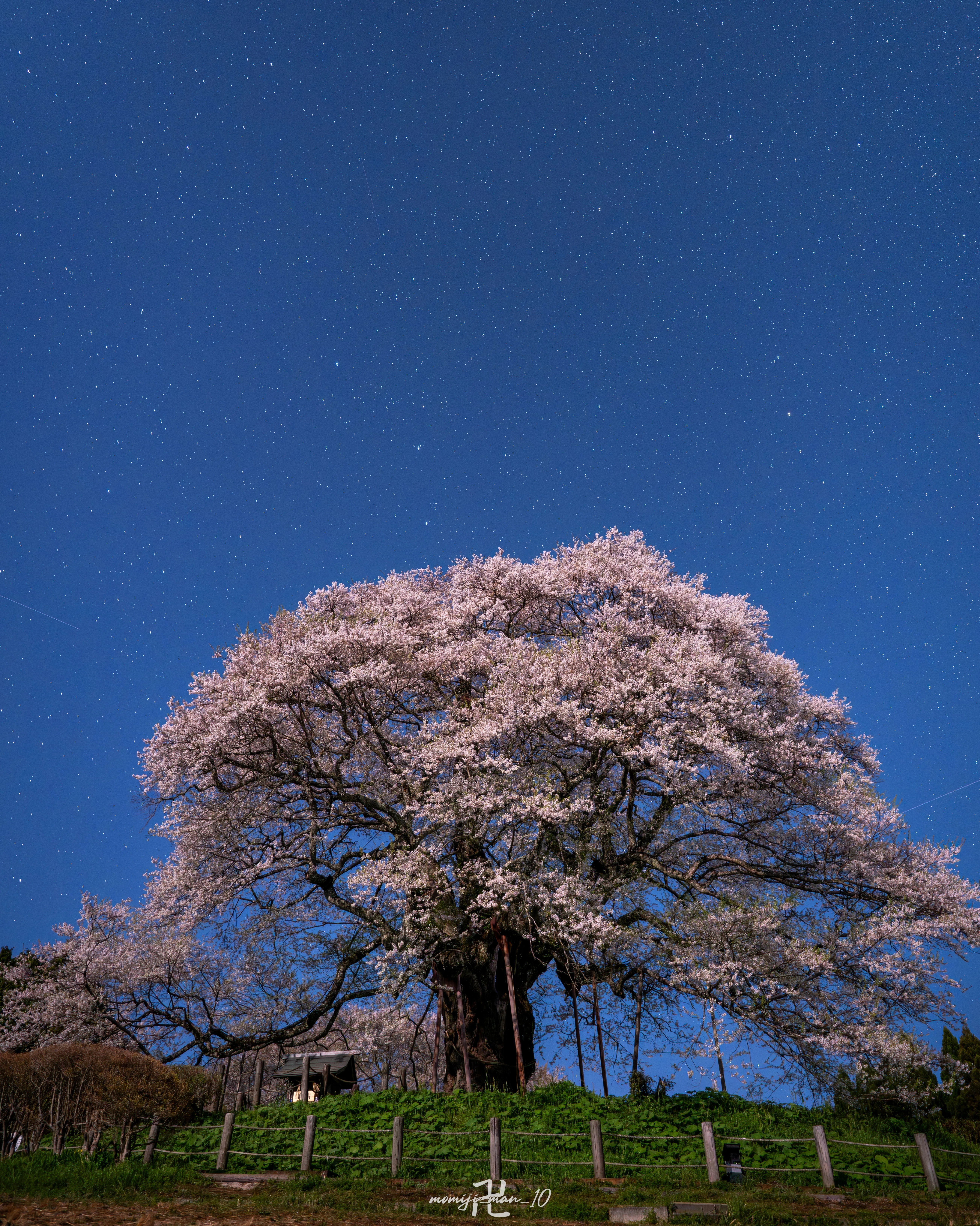 満開の醍醐桜】マイクロフォーサーズとフルサイズで夜桜を撮り比べまし
