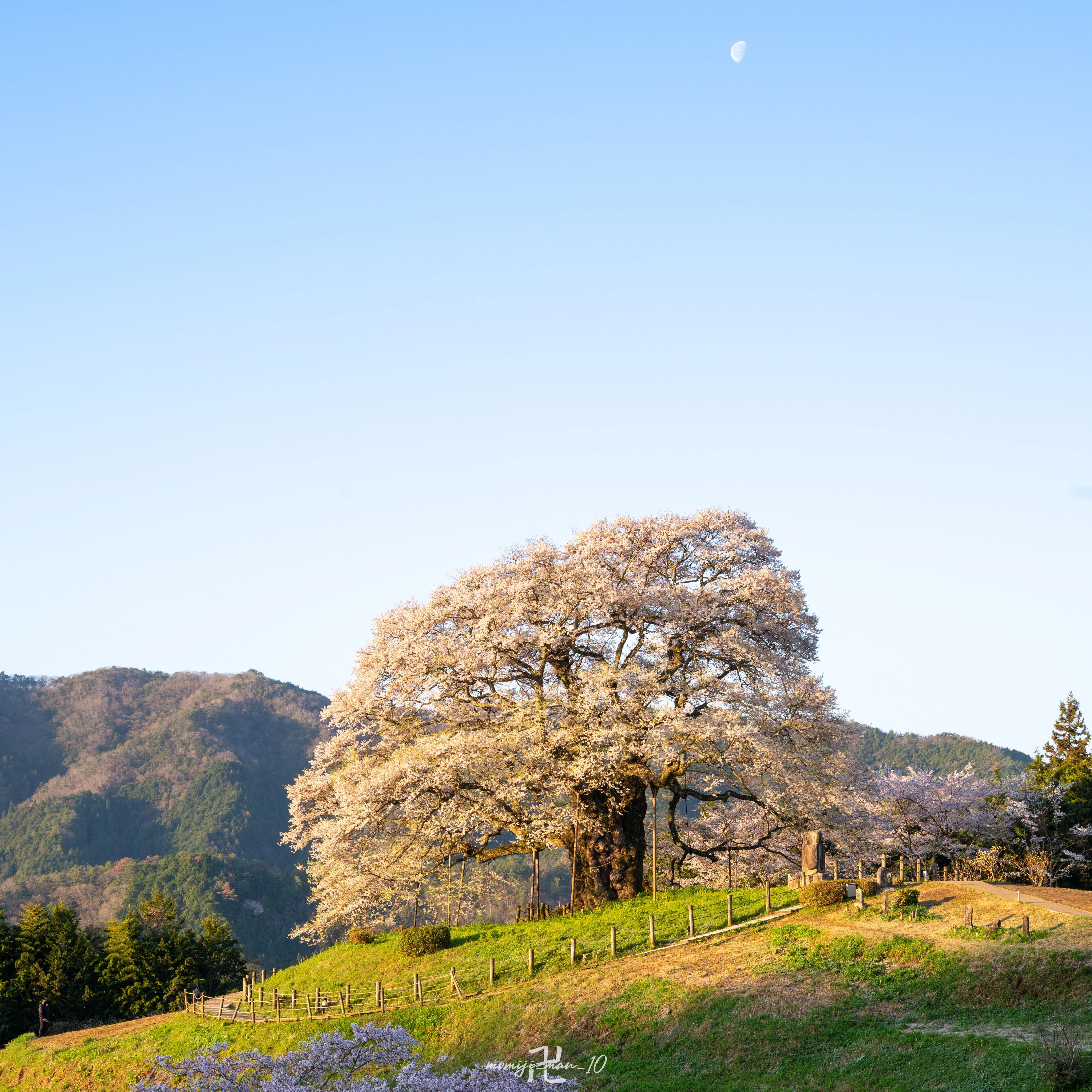 満開の醍醐桜】マイクロフォーサーズとフルサイズで夜桜を撮り比べまし