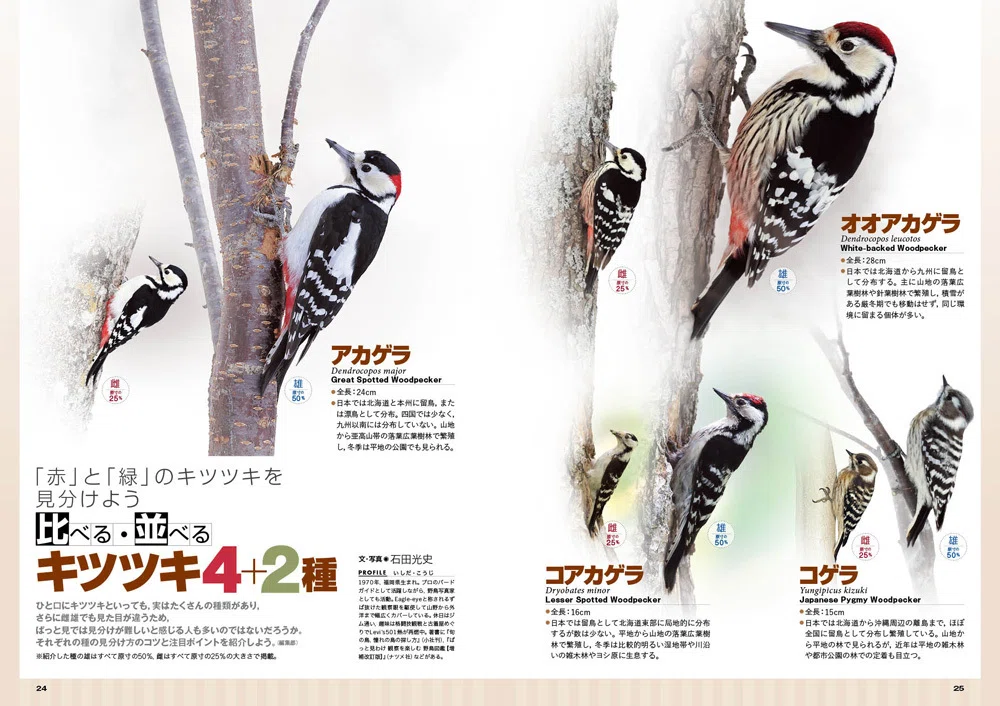 BIRDER5月号の見どころ｜ブンイチ（文一総合出版）
