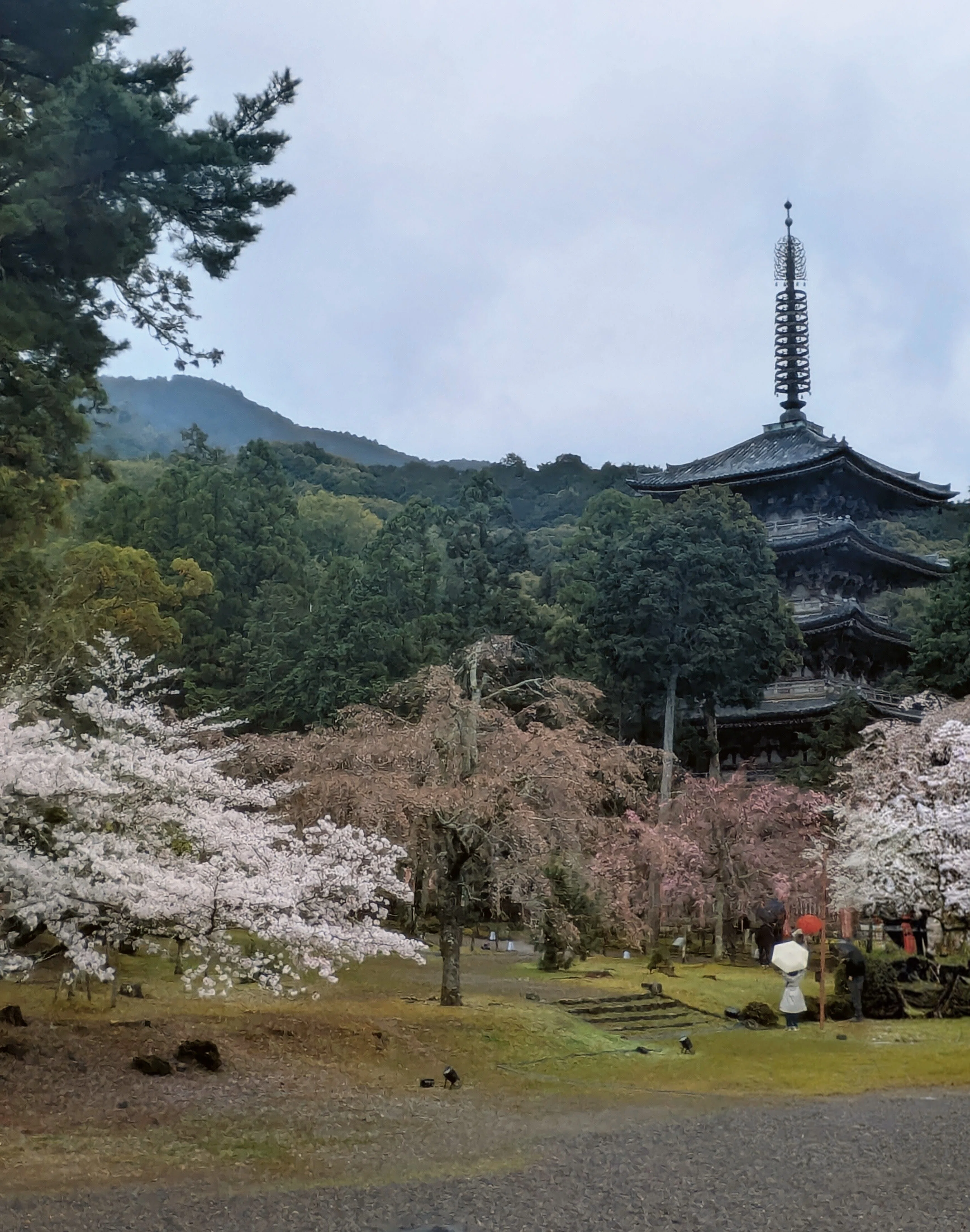 雨と桜、祈りの余韻 ―― 世界遺産・醍醐寺で過ごした清らかな一日
