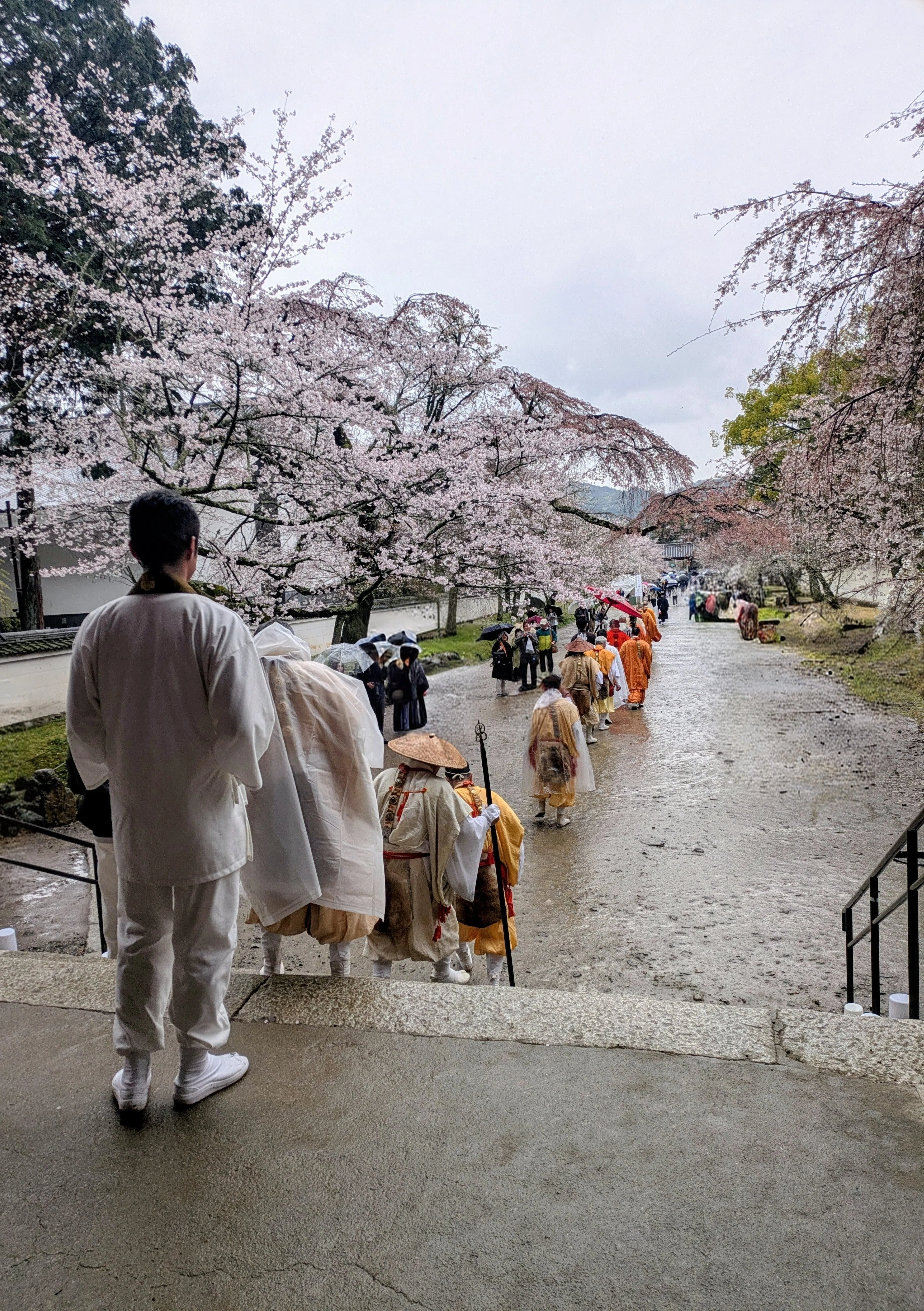 雨と桜、祈りの余韻 ―― 世界遺産・醍醐寺で過ごした清らかな一日