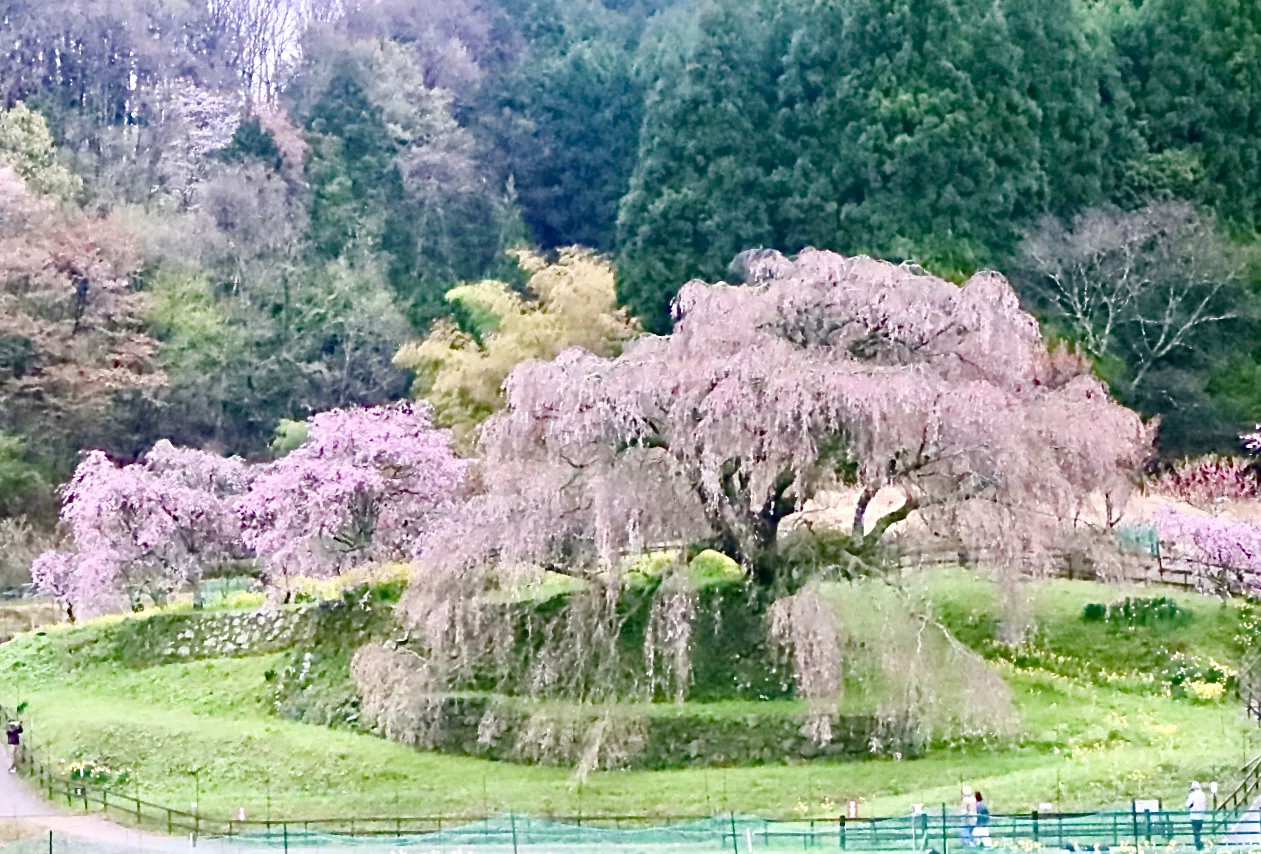 奈良・榛原駅から大宇陀まで歩いた 宇陀川の桜並木、千年桜、又兵衛桜