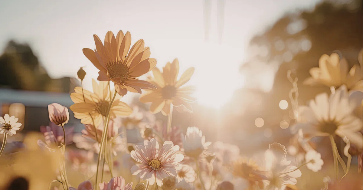 Sunlight: The Basics of Natural Hygiene｜Natshell | 食と心のnote