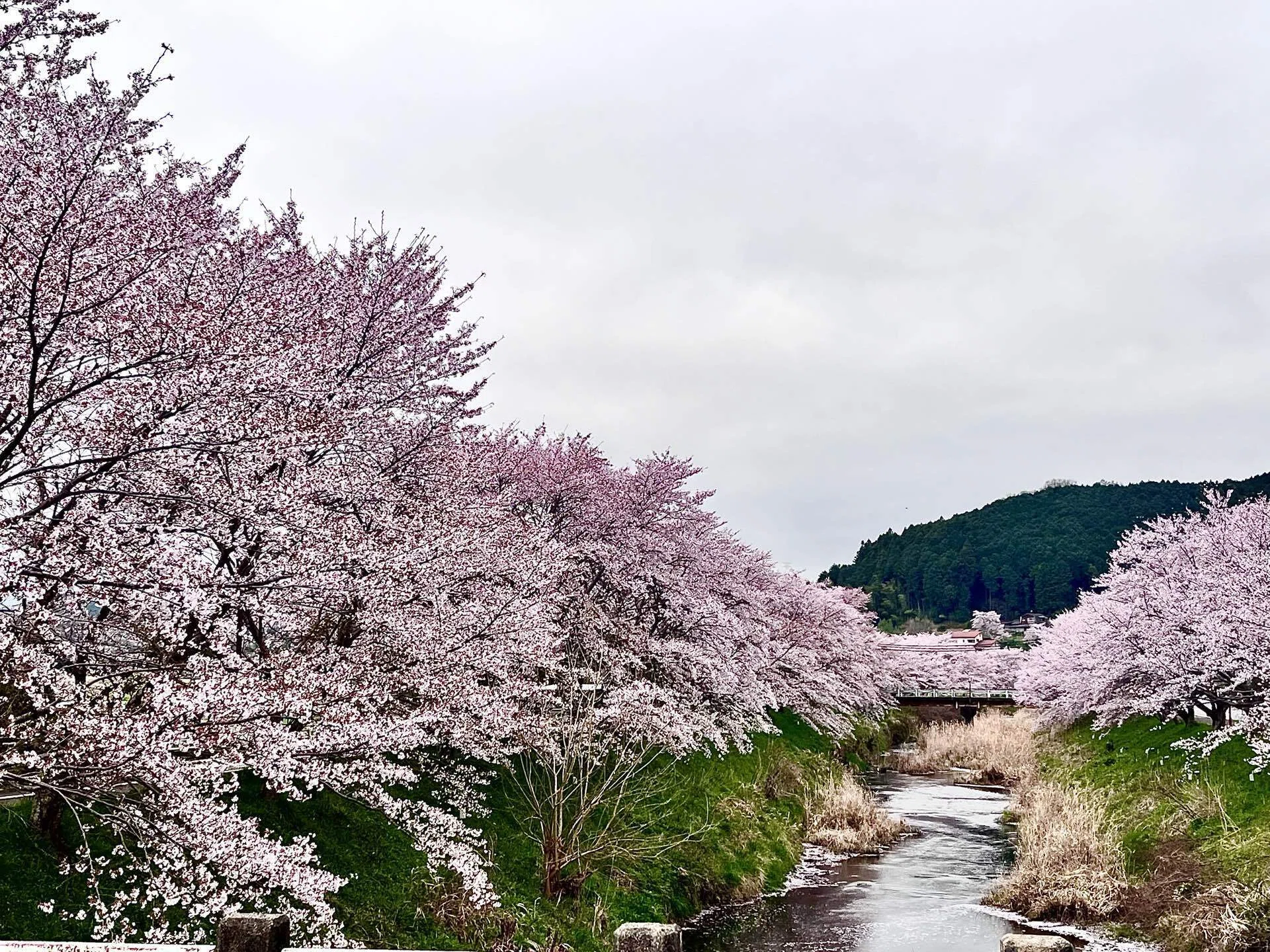 奈良・榛原駅から大宇陀まで歩いた 宇陀川の桜並木、千年桜、又兵衛桜