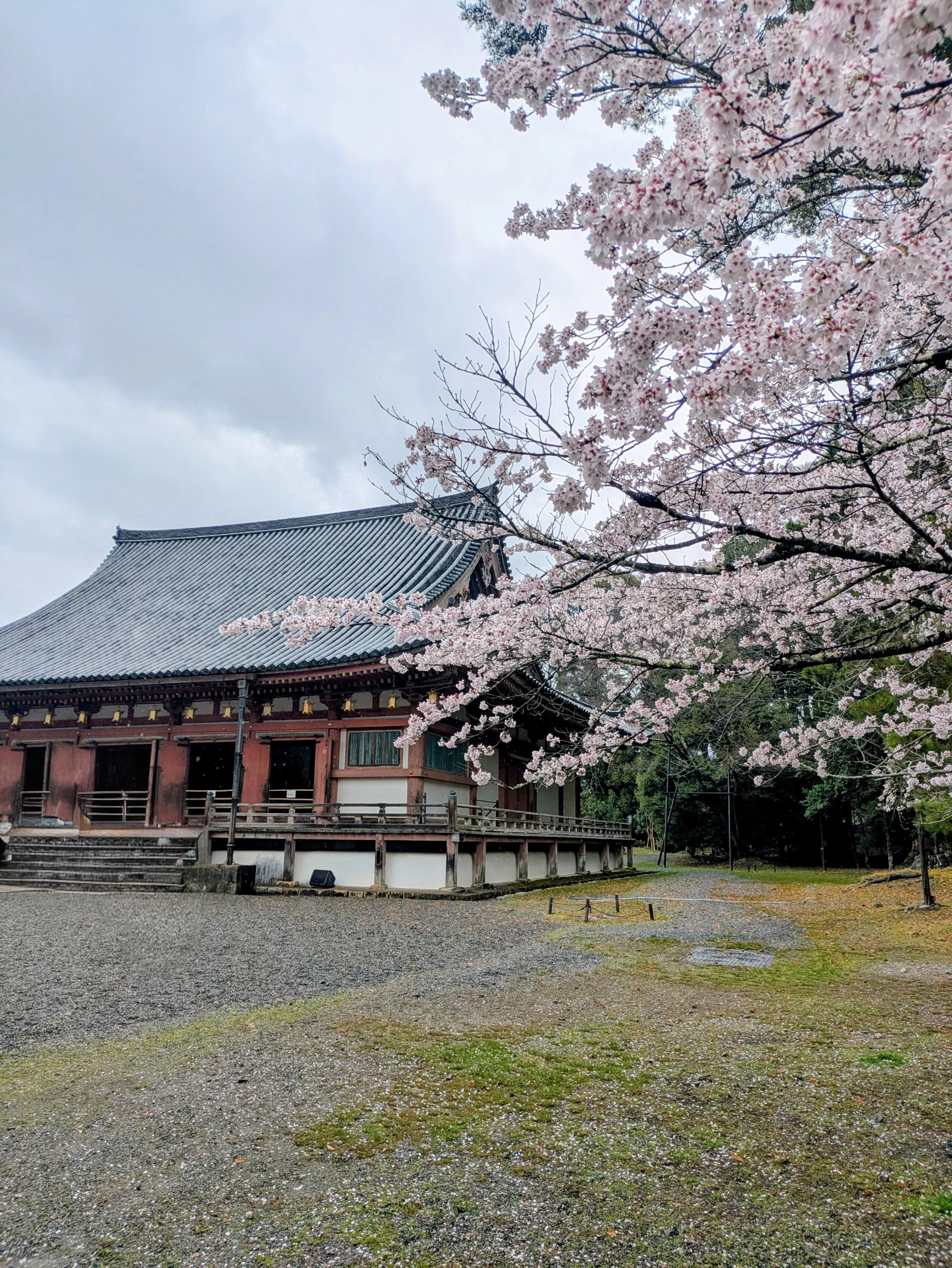 雨と桜、祈りの余韻 ―― 世界遺産・醍醐寺で過ごした清らかな一日