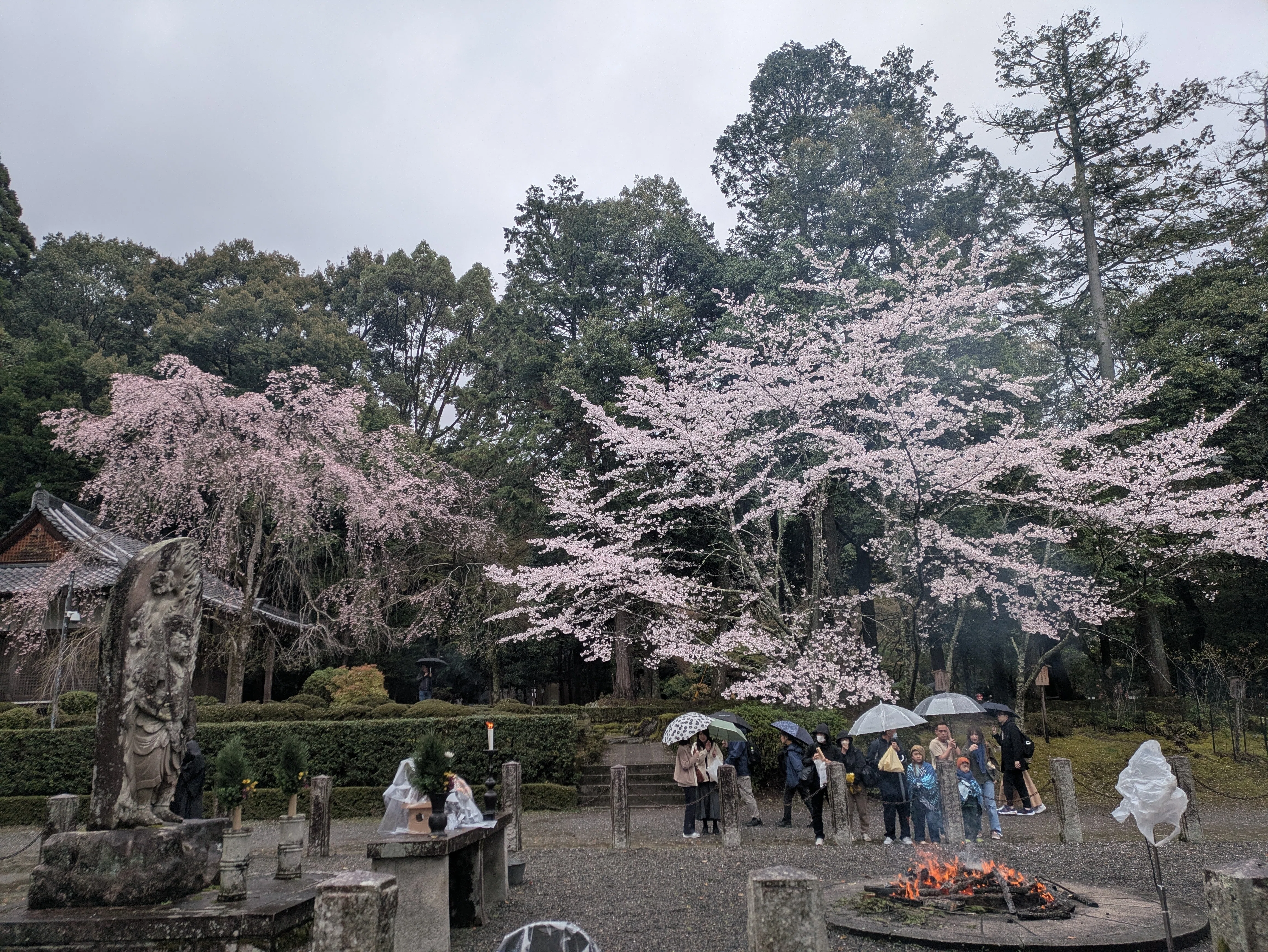 雨と桜、祈りの余韻 ―― 世界遺産・醍醐寺で過ごした清らかな一日