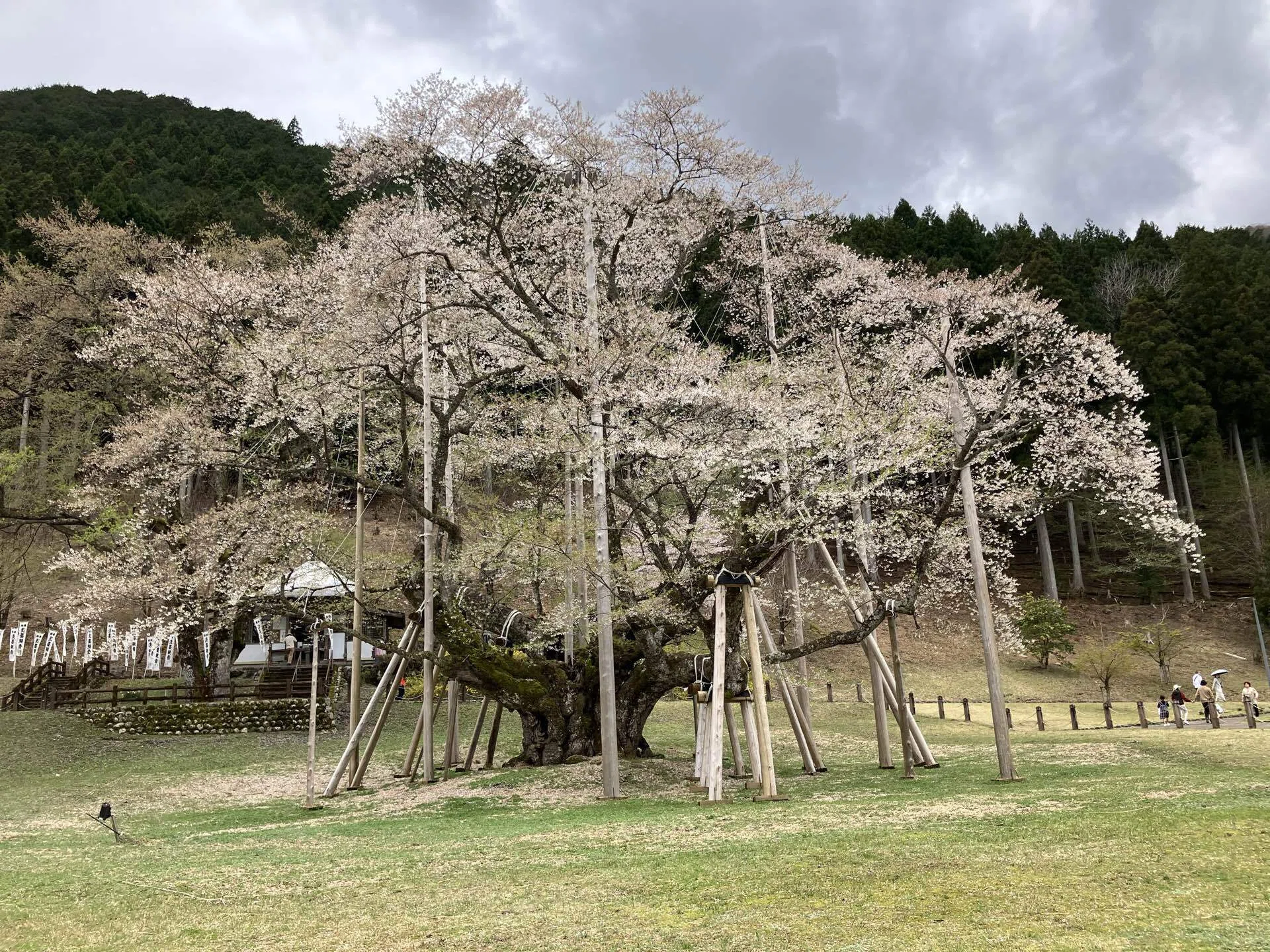 美濃の風景 薄墨桜の1500年｜アトリエトモコ