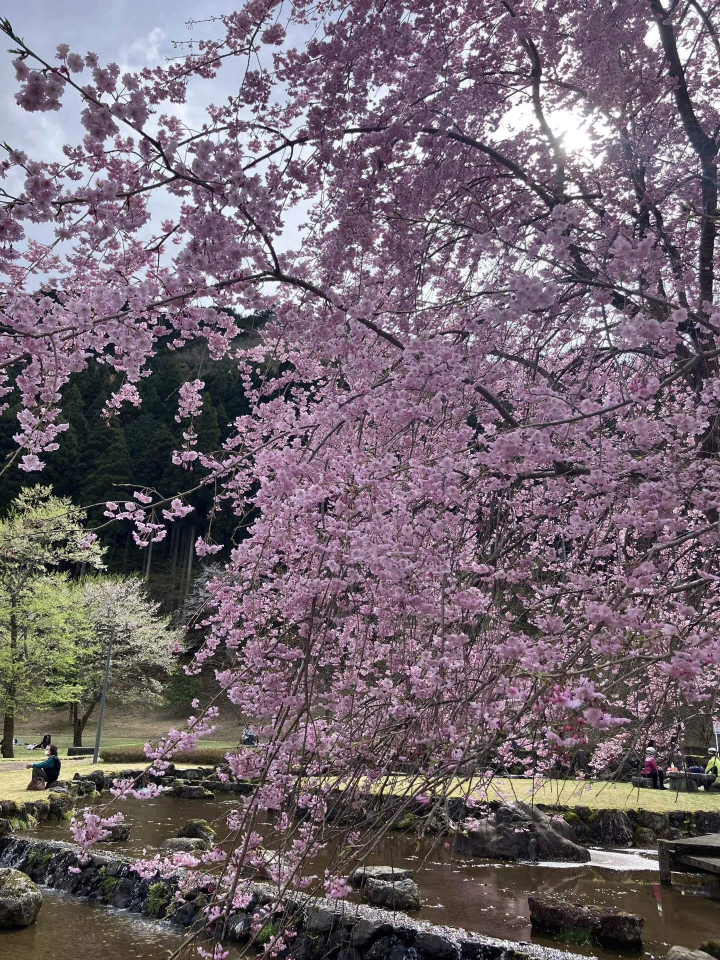 美濃の風景 薄墨桜の1500年｜アトリエトモコ