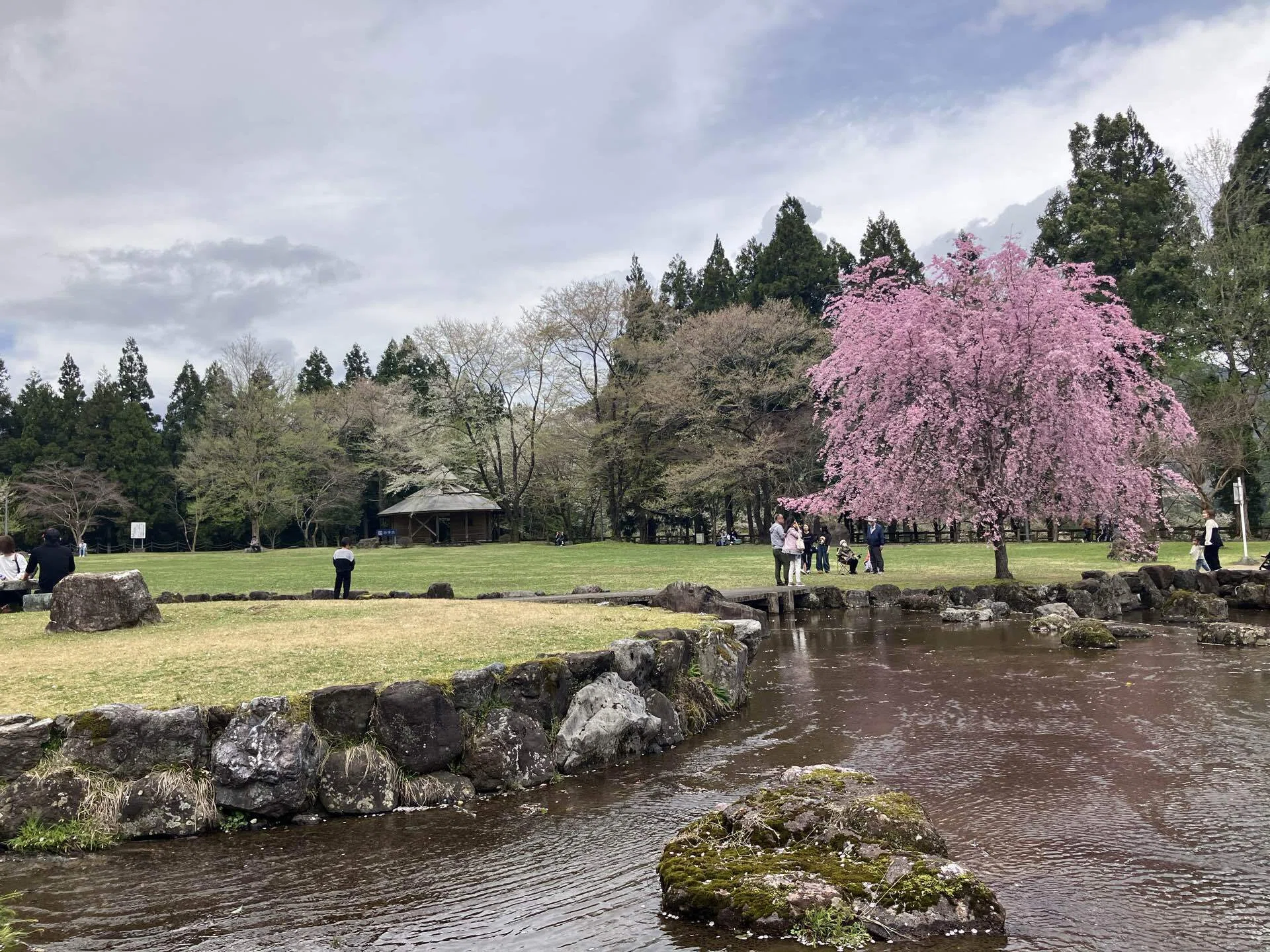 美濃の風景 薄墨桜の1500年｜アトリエトモコ