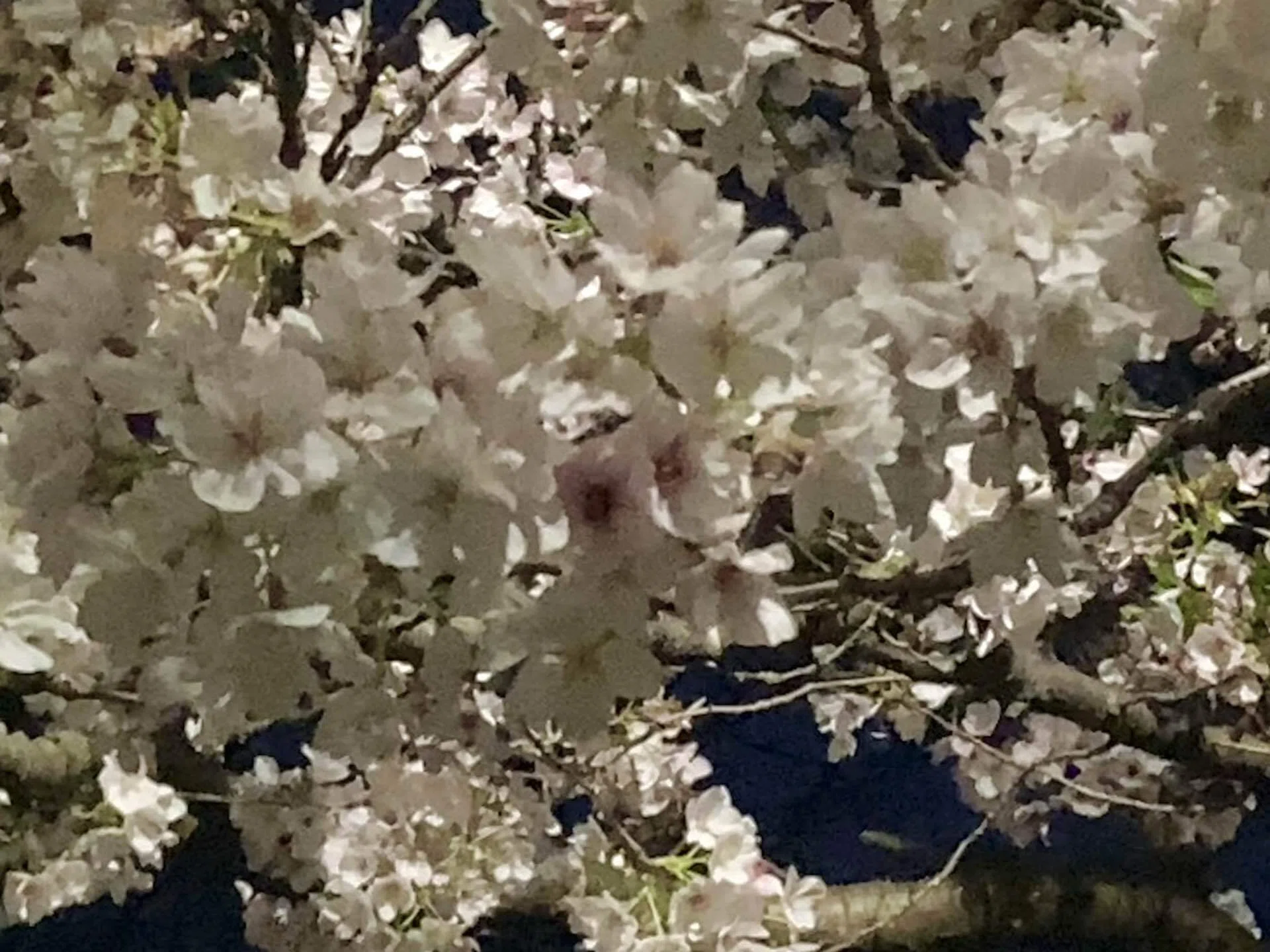 近くの公園の桜④ 2026/4/3（夜桜）｜日和山明（＊chiaki＊）