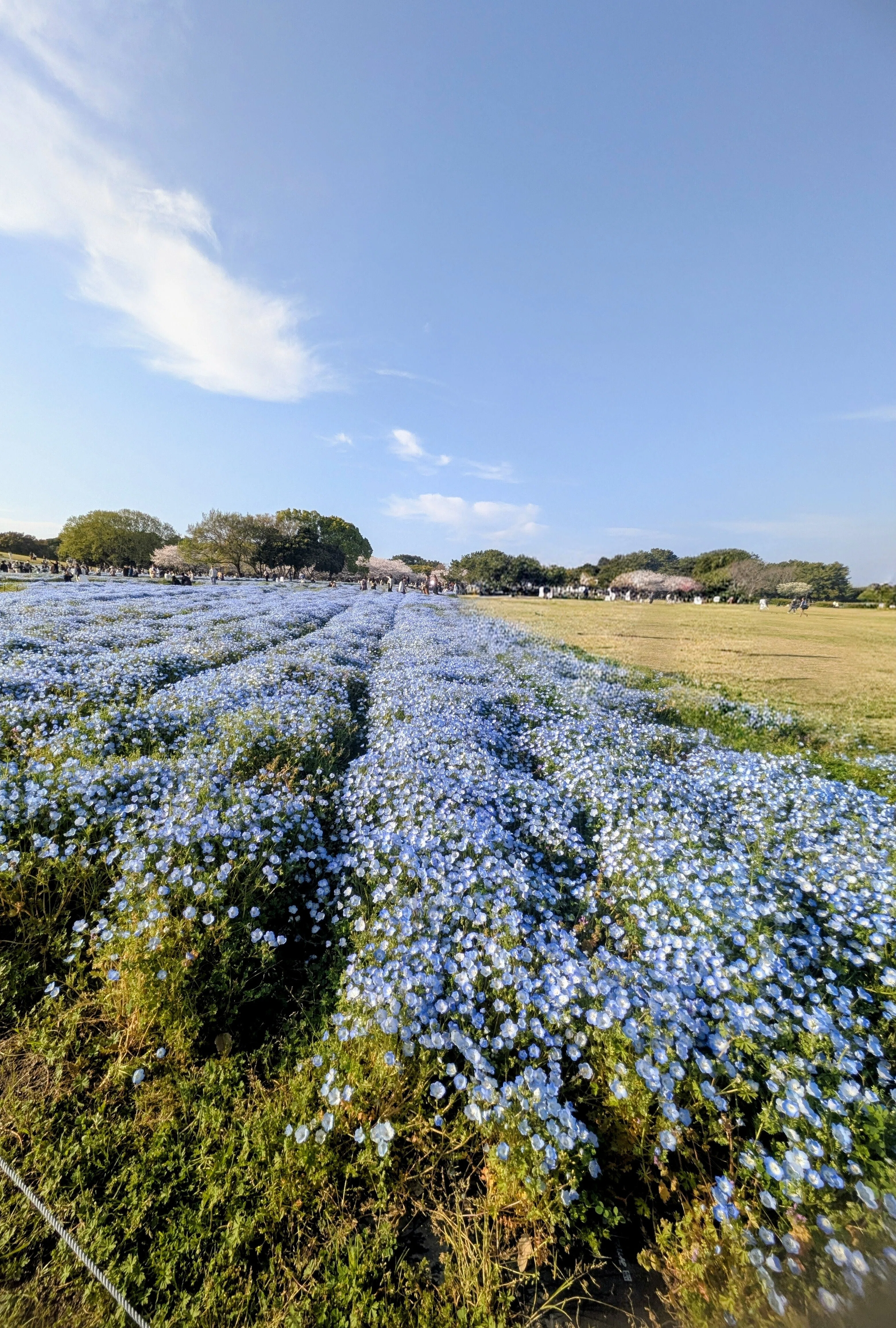桜、ネモフィラ、チューリップ。 春の花の間を歩く ― 海の中道海浜公園