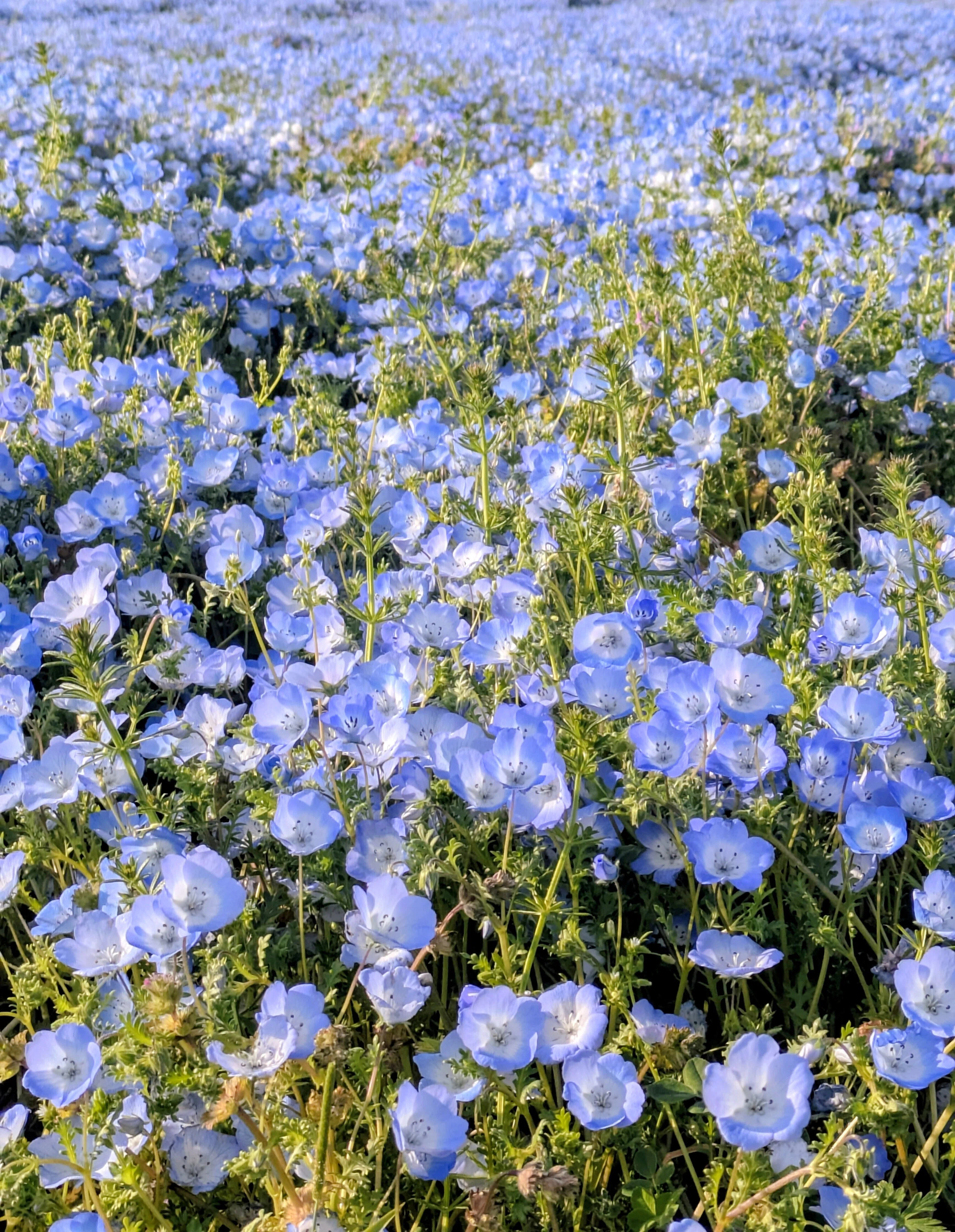 桜、ネモフィラ、チューリップ。 春の花の間を歩く ― 海の中道海浜公園