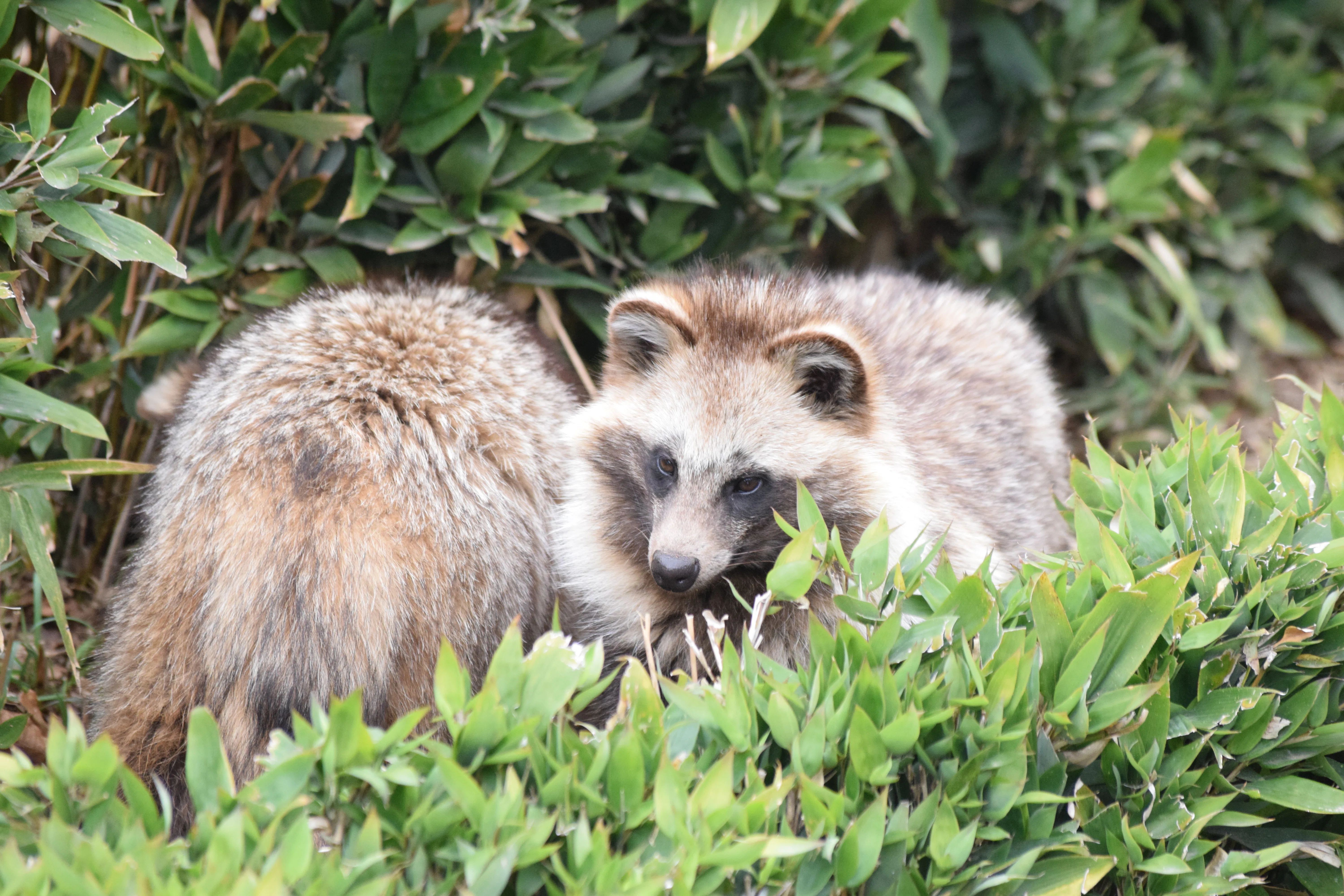 思い立ったがタヌキ日和」動物園にタヌキを見に行った話｜どんぐり子