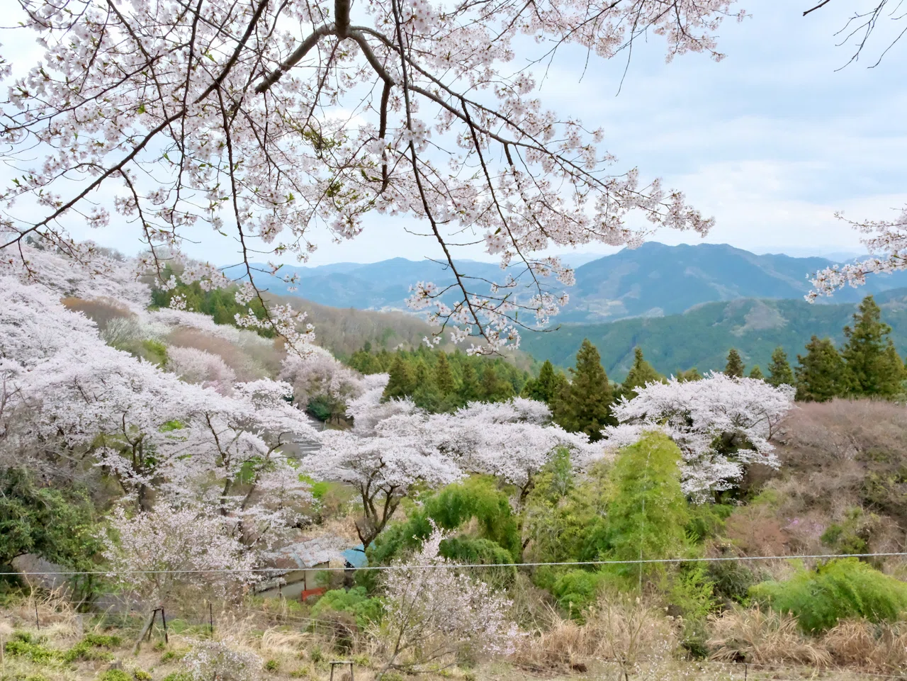 テアラロア計画 #2.2 ｜鬼石・桜山・カメラテスト2｜X-T5は“表現の道具