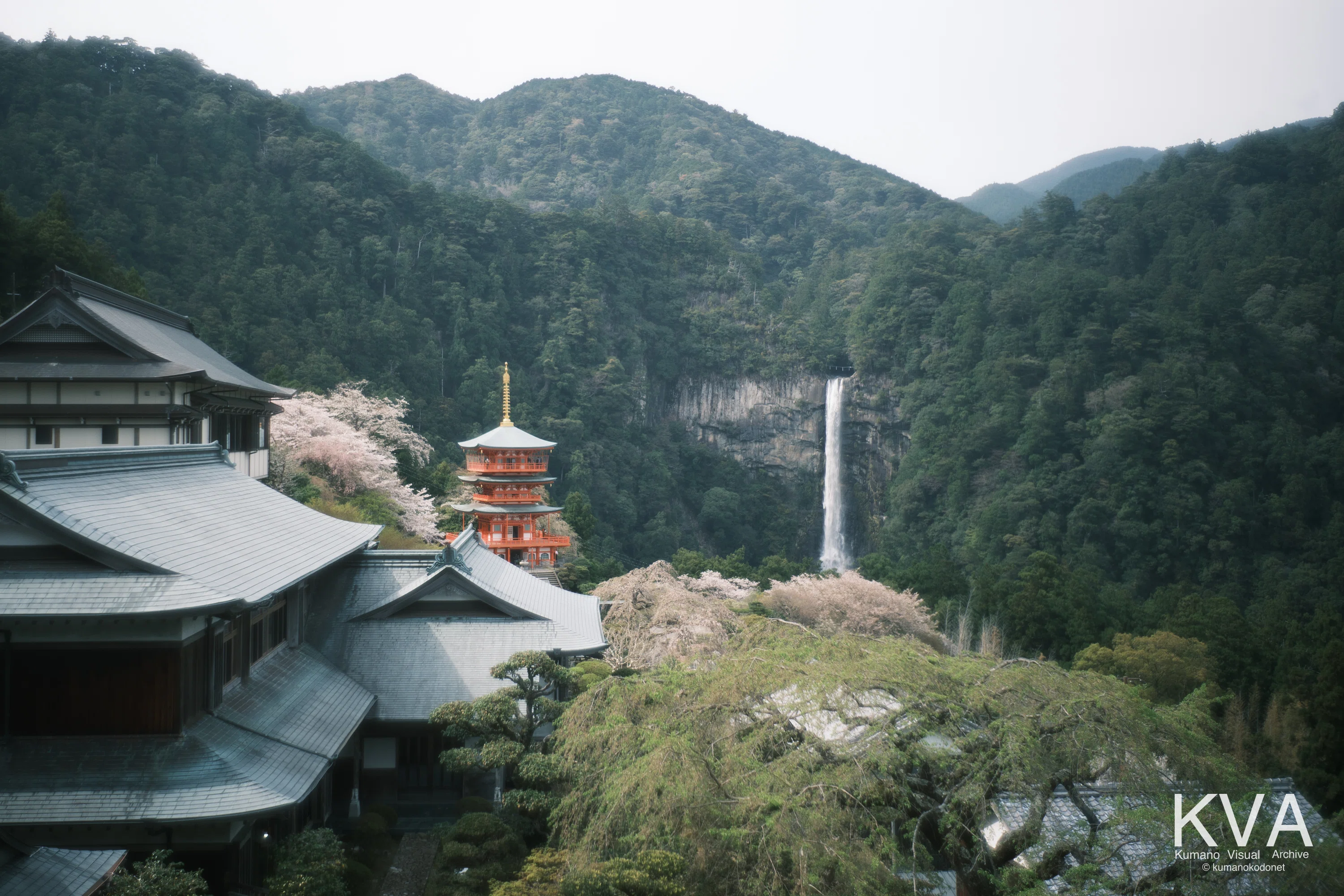 那智山の桜。 | 熊野那智大社・青岸渡寺・那智の滝 2026年4月6日｜KVA