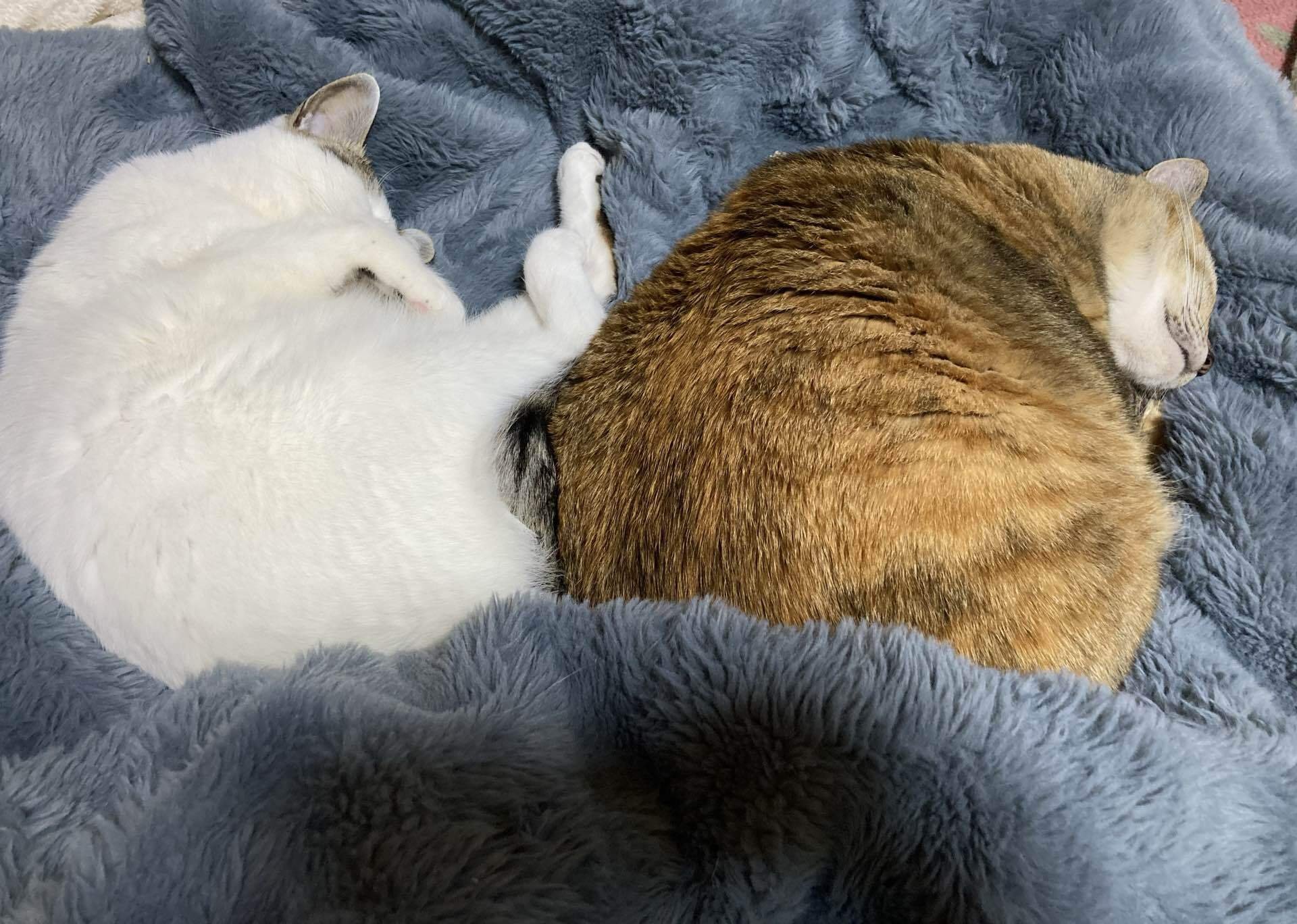 なぜボス猫は、小さくてもボス猫なのか。｜猫様とごはん