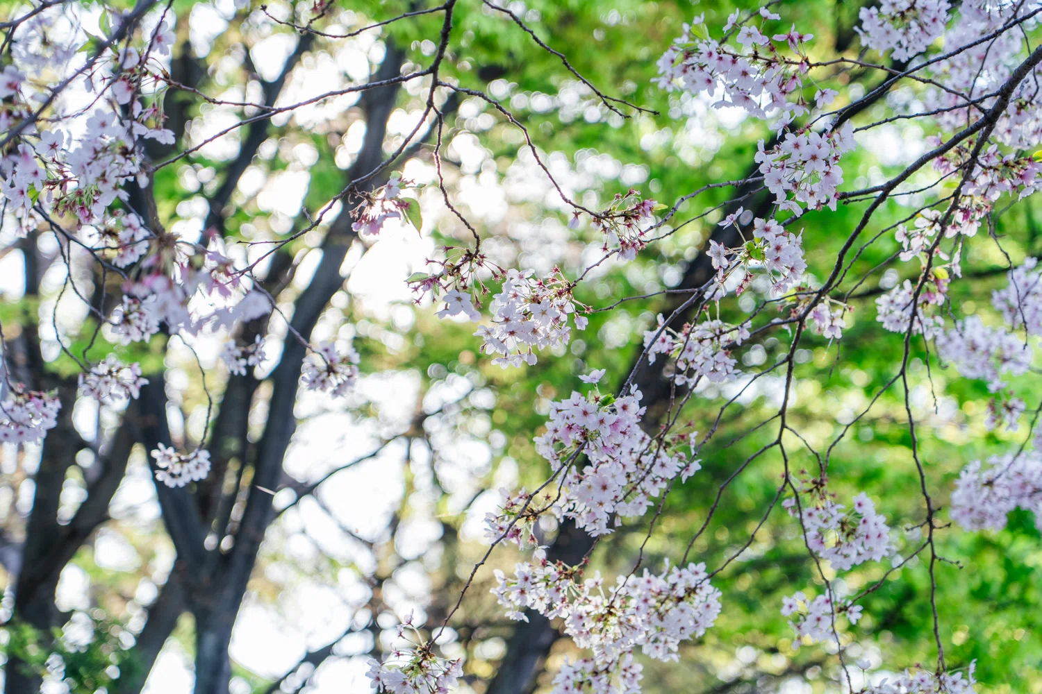 静かなる水鏡の春 元気になって欲しいメタセコイヤの並木｜hana
