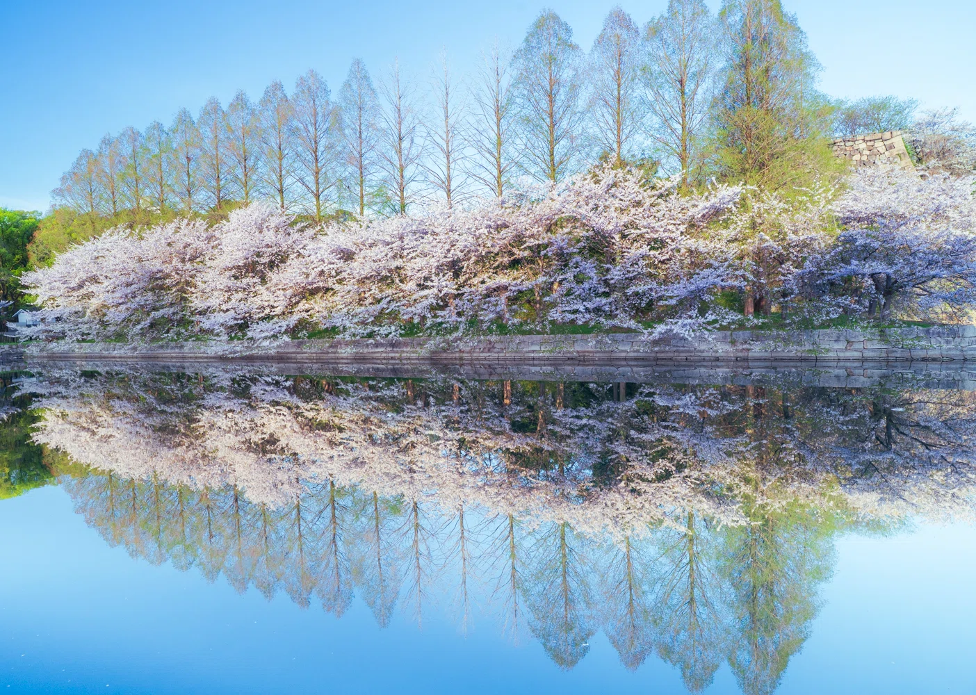 静かなる水鏡の春 元気になって欲しいメタセコイヤの並木｜hana