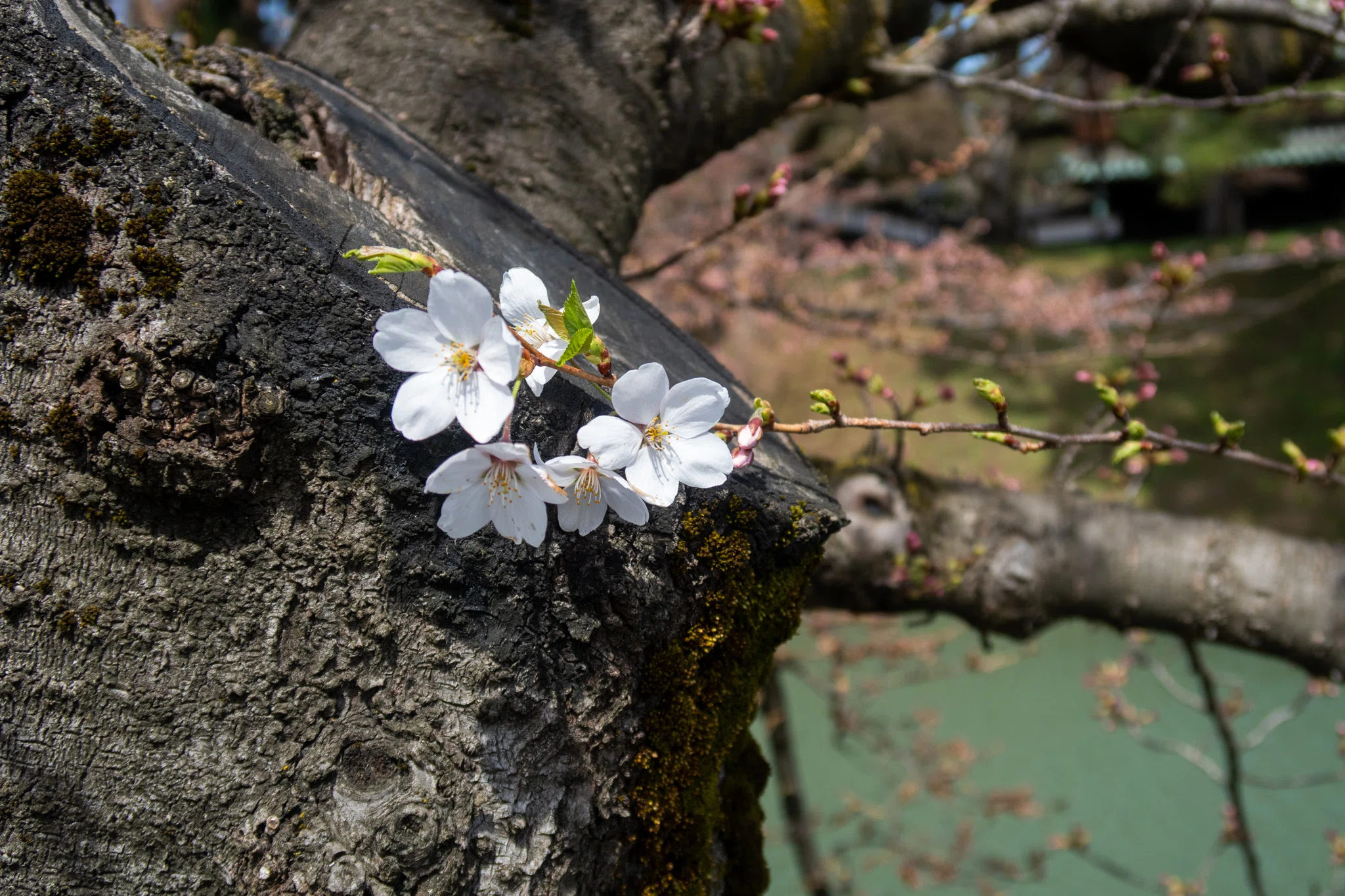 canonR6【さくらさん専用】 genipop カードキャプターさくら クリアカード編 木之本桜