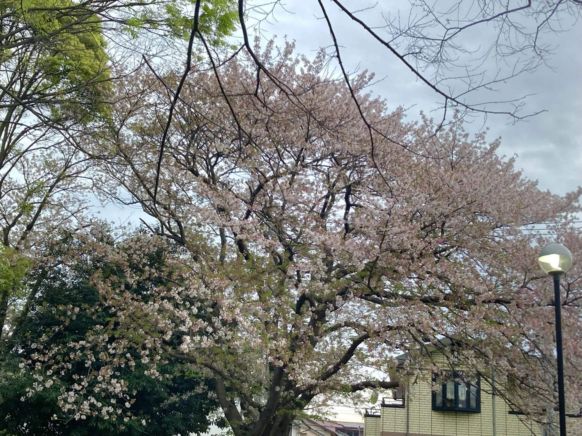 近くの公園の桜④ 2026/4/3（夜桜）｜日和山明（＊chiaki＊）