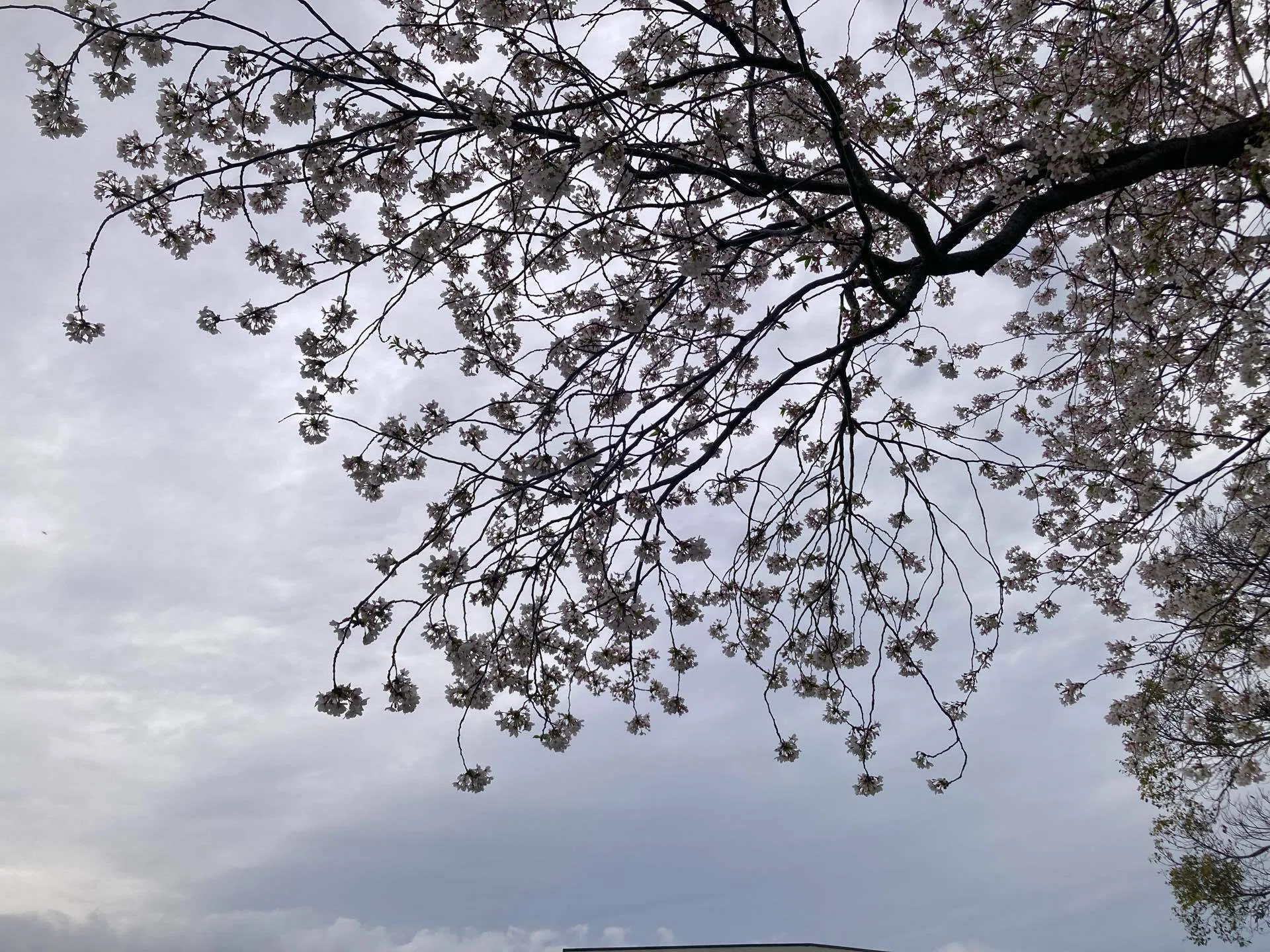 近くの公園の桜④ 2026/4/3(夜桜)|日和山明(*chiaki*) 近くの公園の桜④ 2026/4/3(夜桜)|日和山明(*chiaki*)