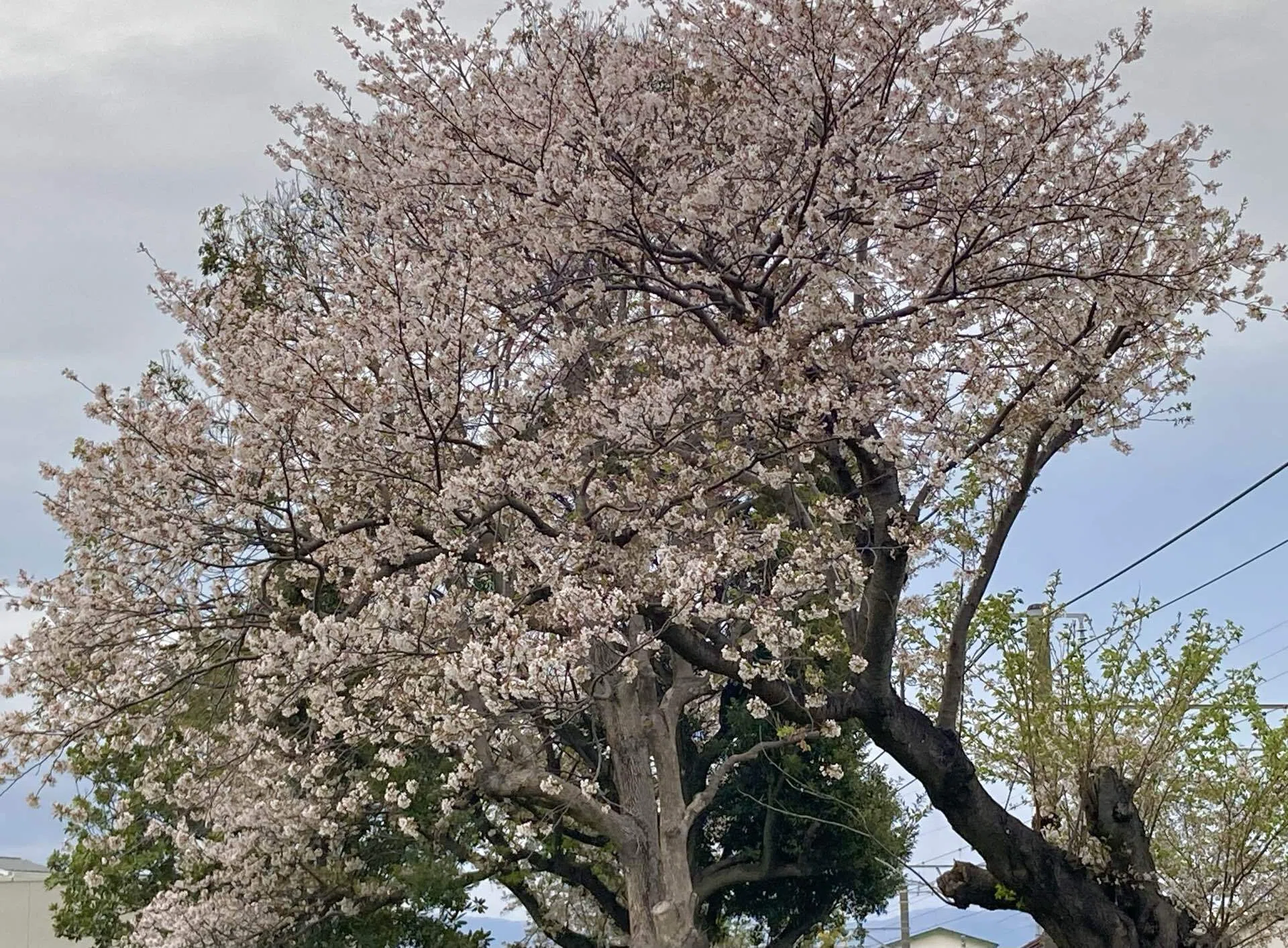 近くの公園の桜④ 2026/4/3（夜桜）｜日和山明（＊chiaki＊）