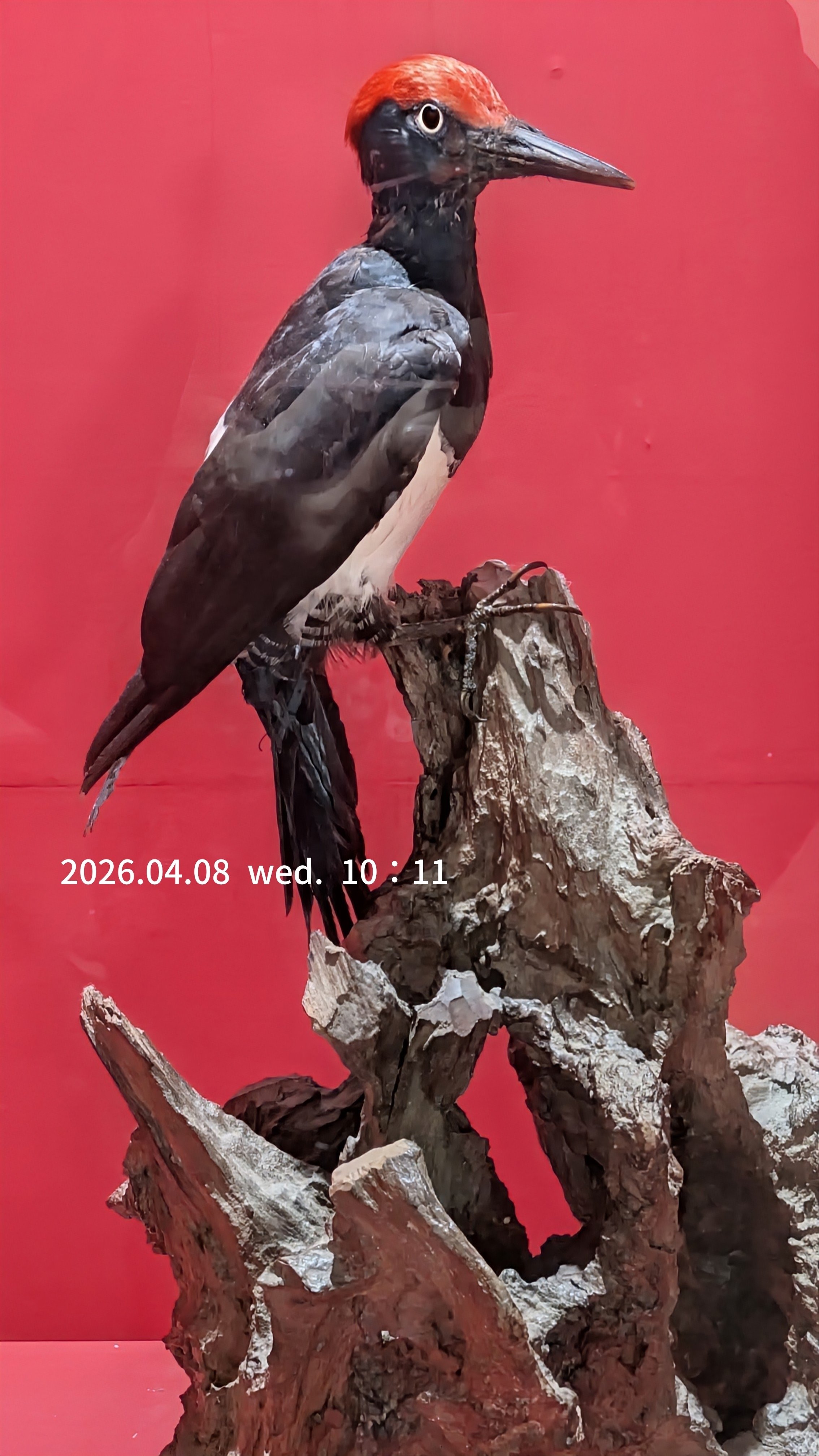 特別展 鳥 TORI 》へ行ってきました。｜michio